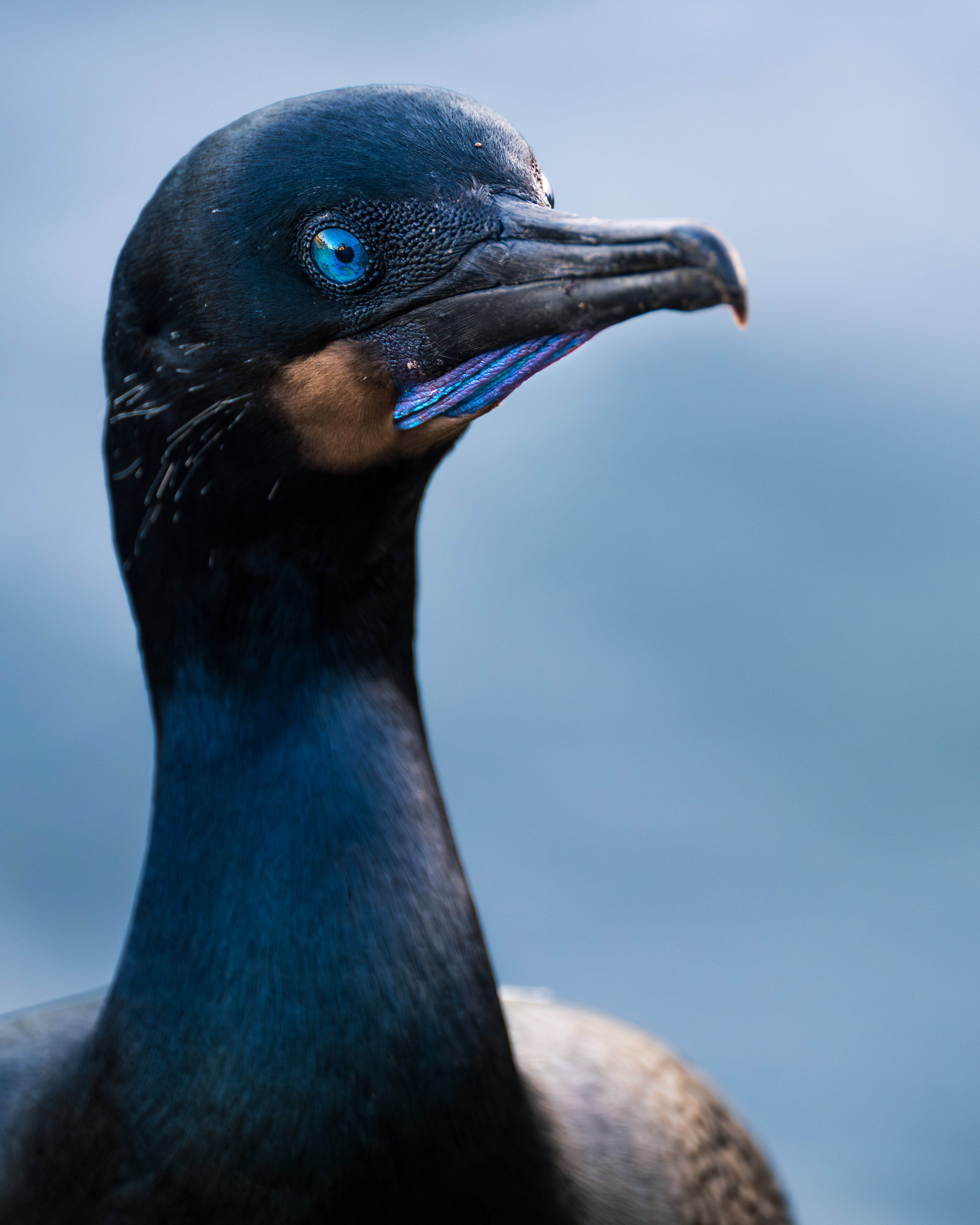 Brandt's Cormorant