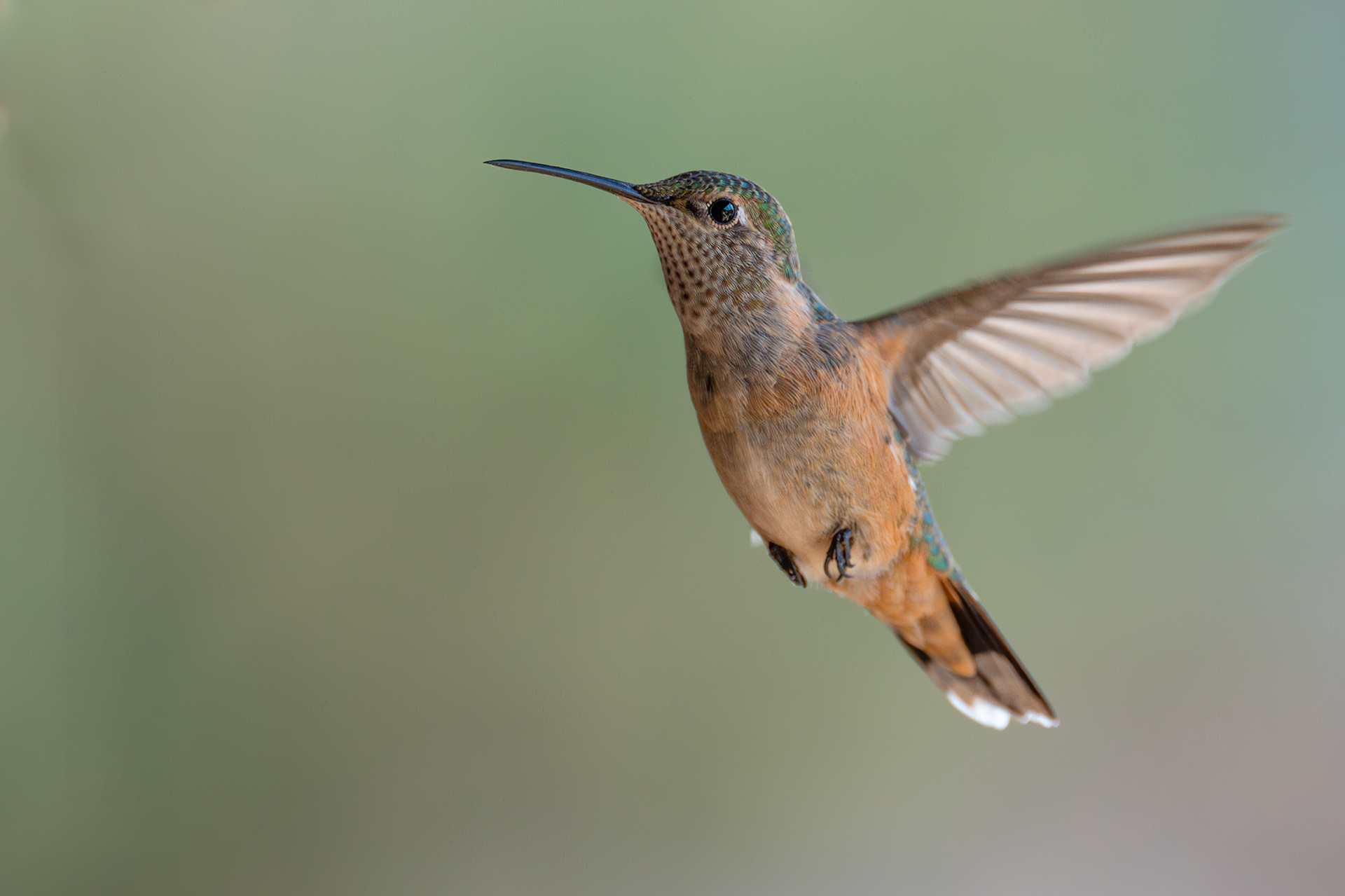 Broad-tailed Hummingbird