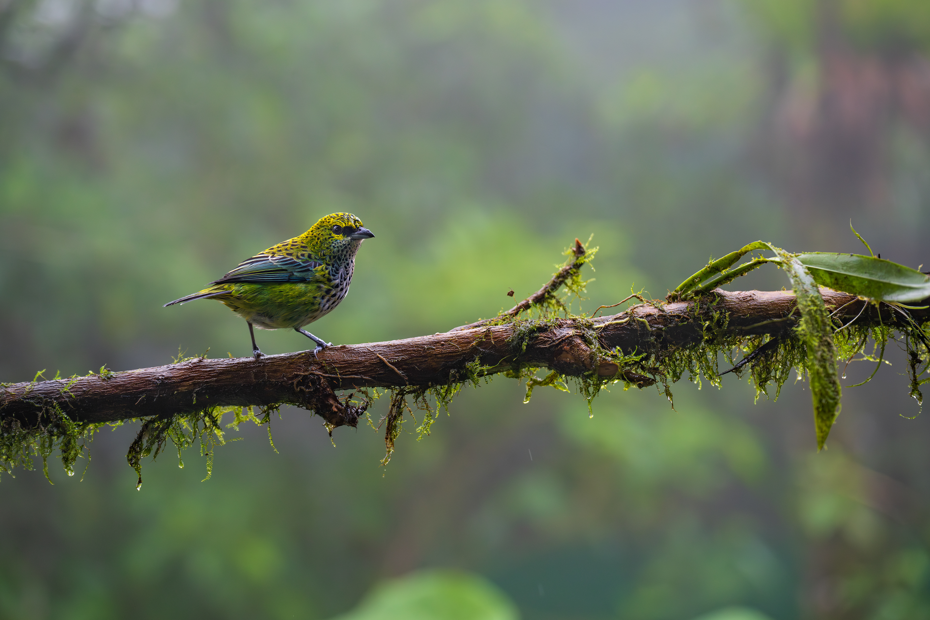 Speckled Tanager