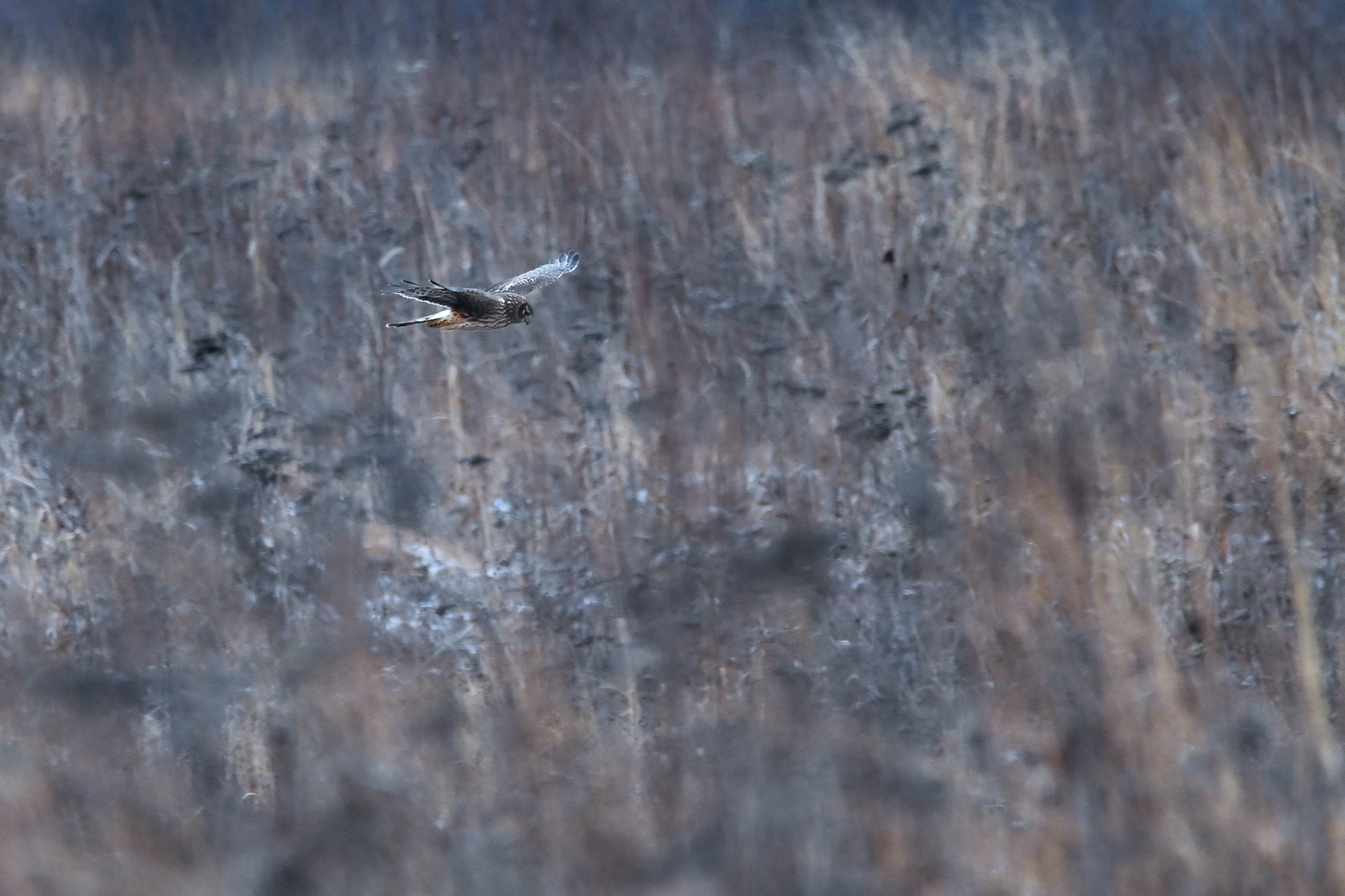 Northern Harrier