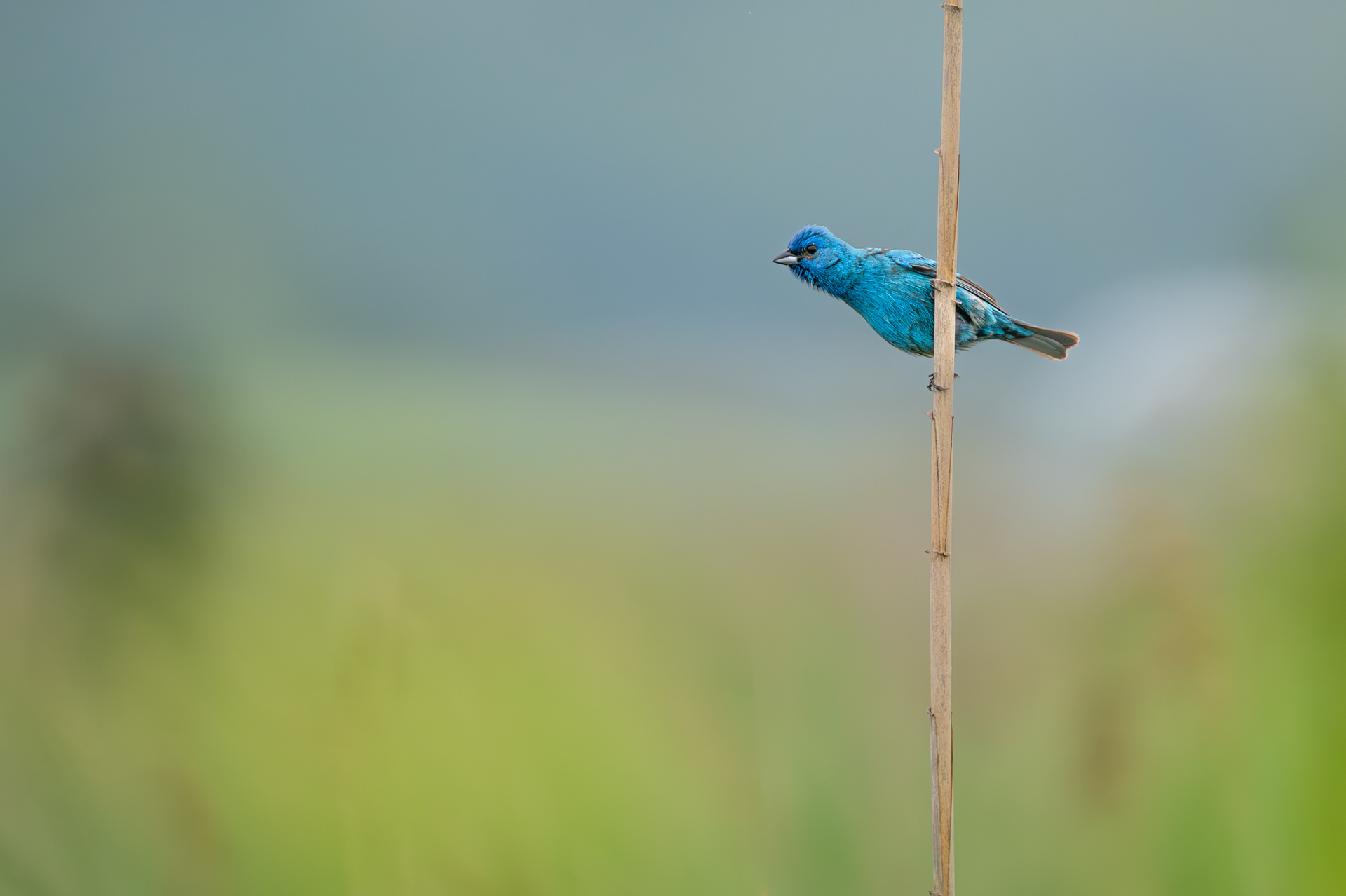Indigo Bunting