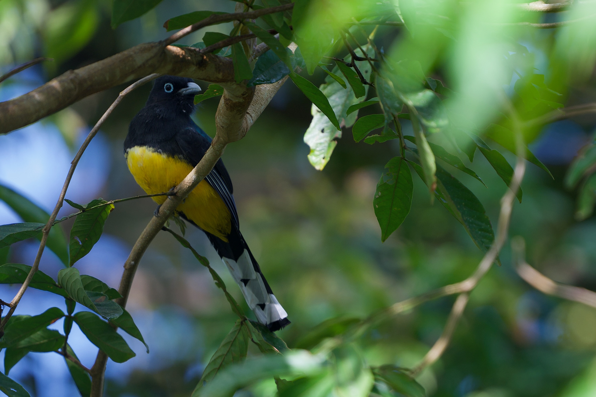 Black-throated Trogon
