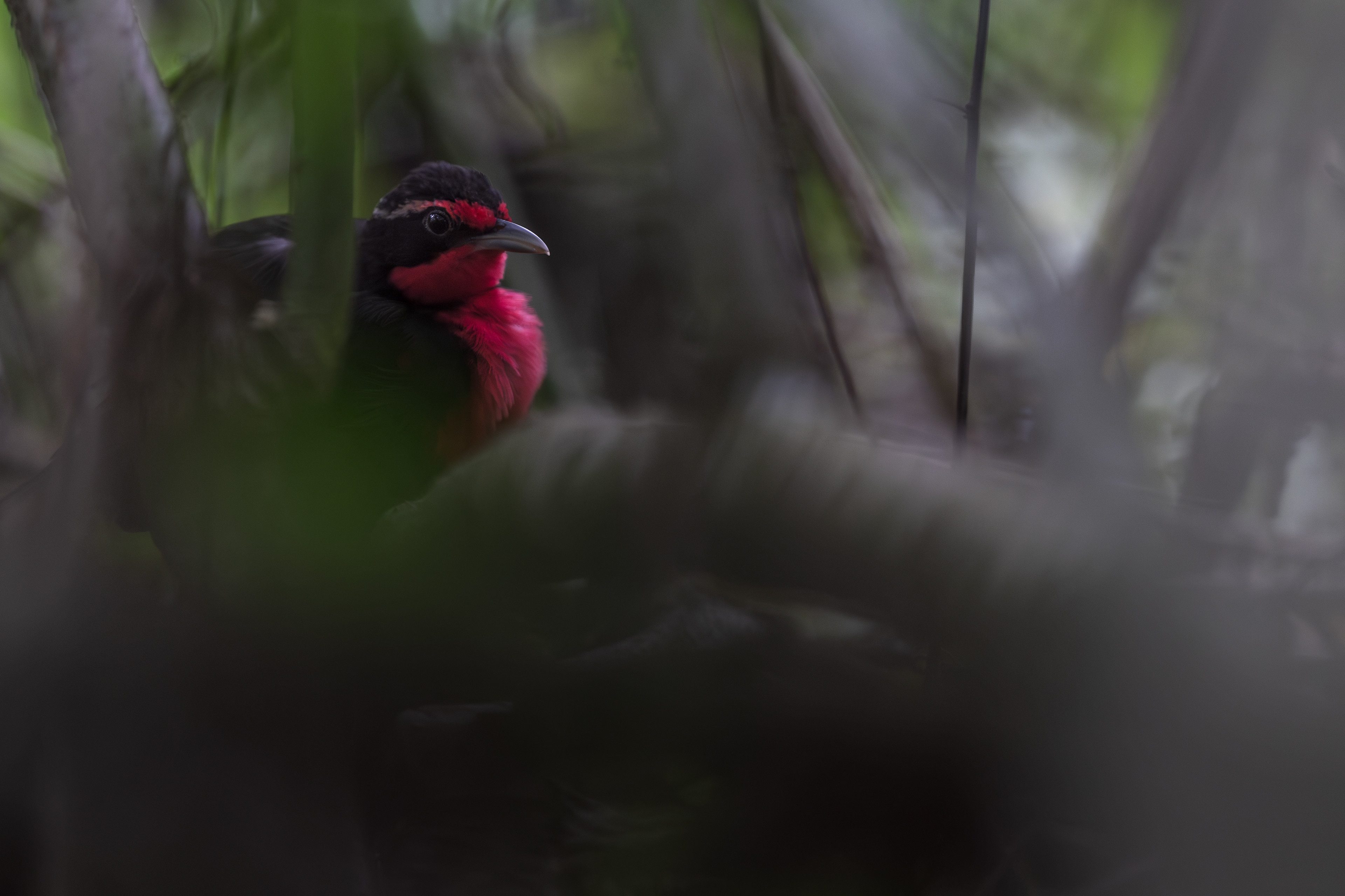 Rosy Thrush Tanager