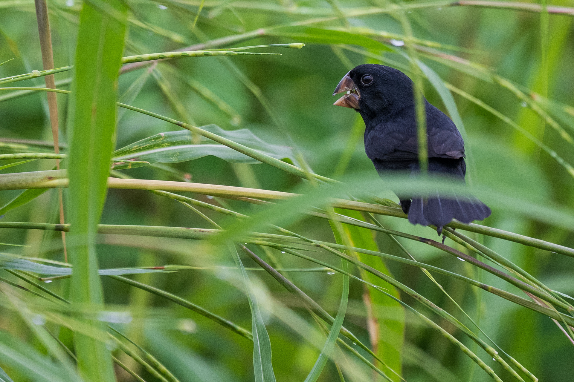Nicaraguan Seed-Finch