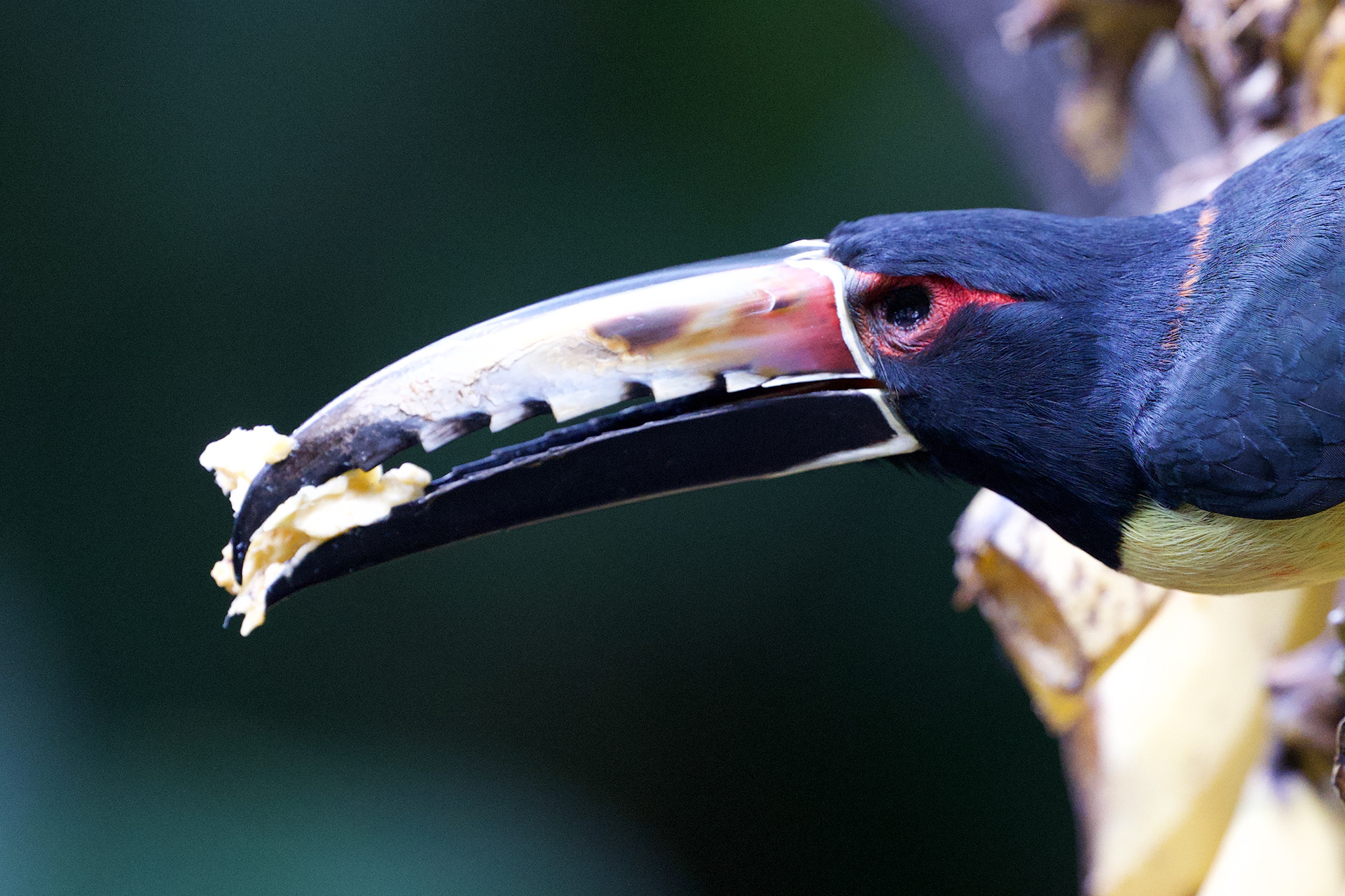 Messed up Collared Aracari