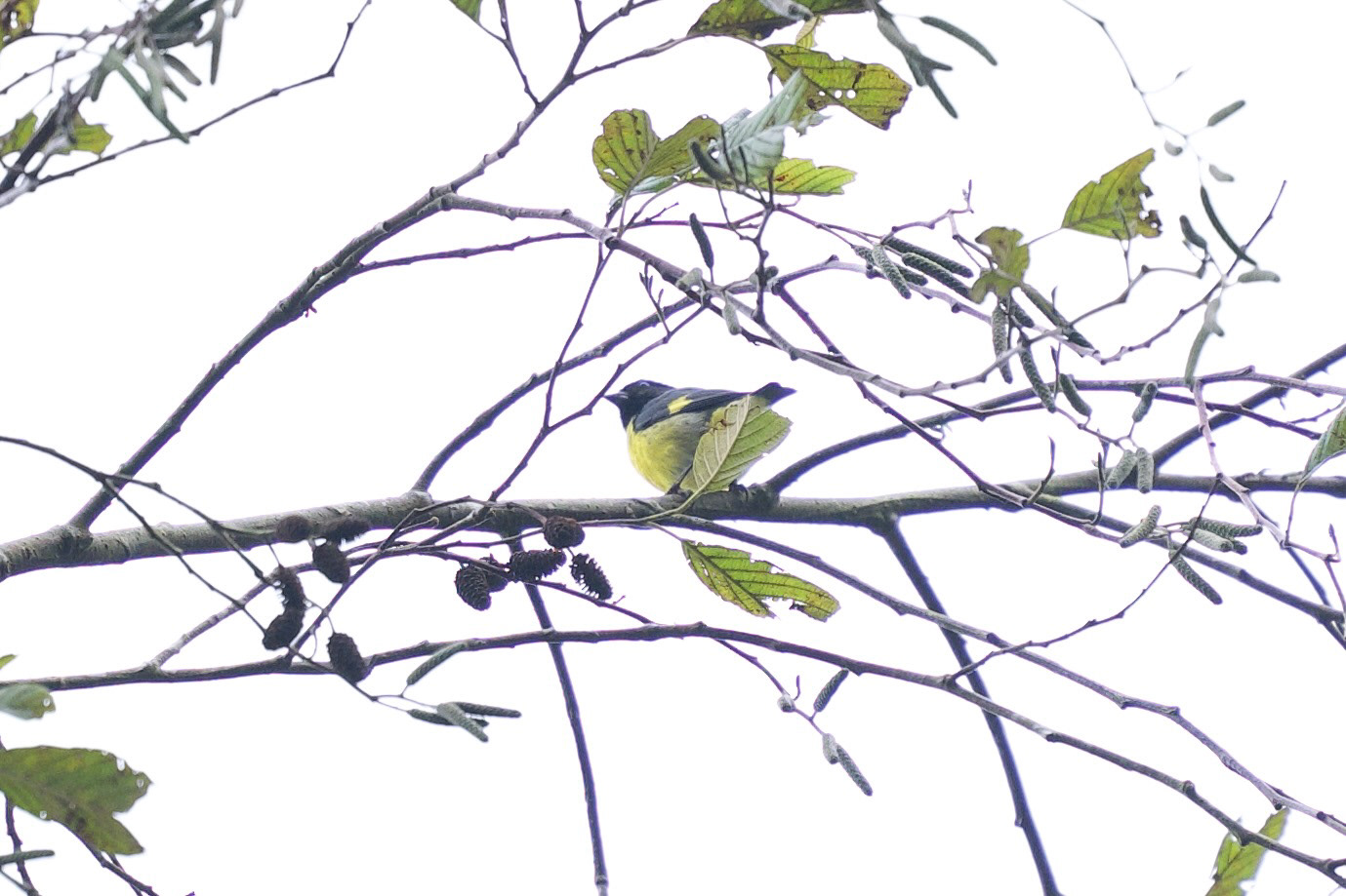 Yellow-bellied Siskin