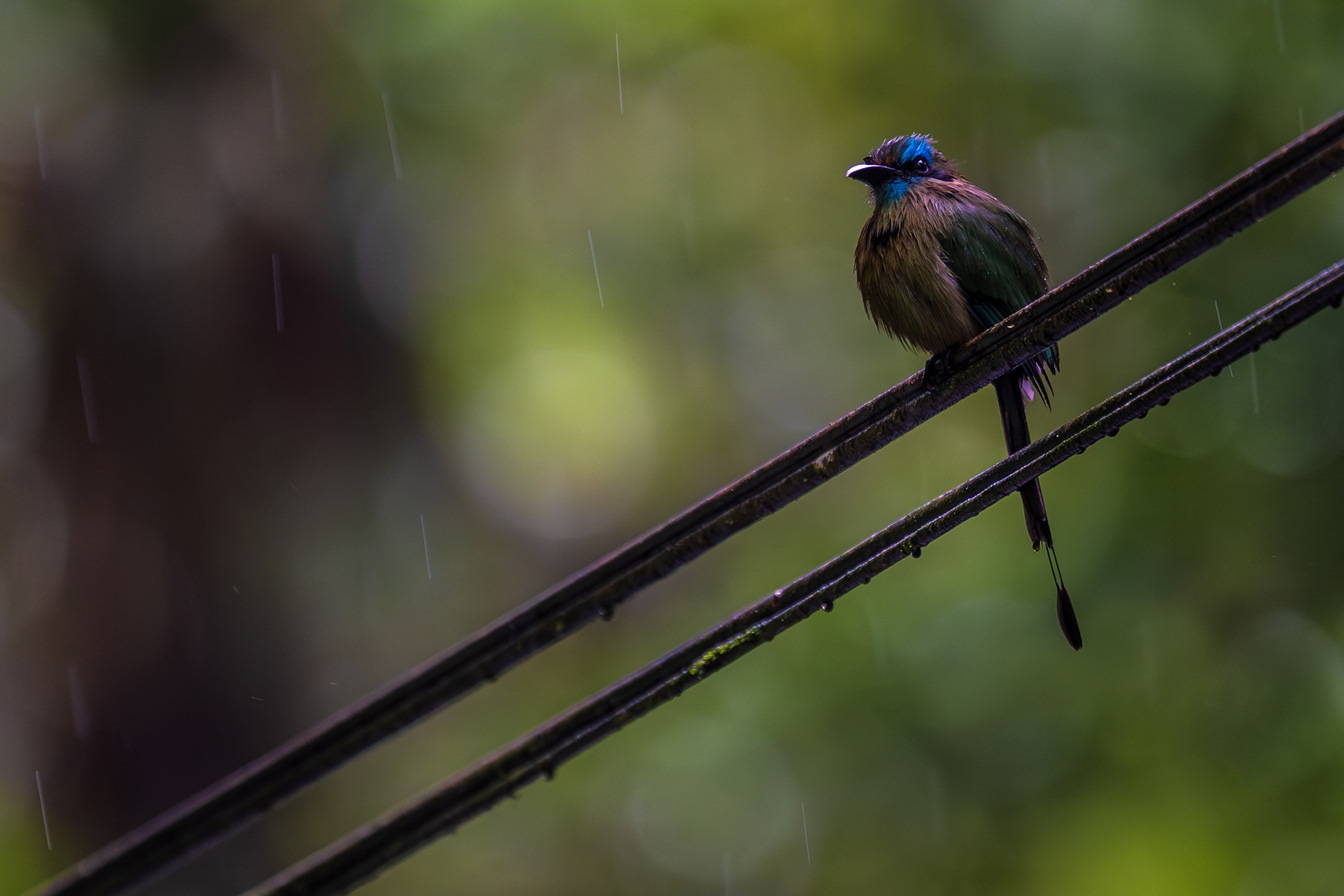 Keel-billed Motmot