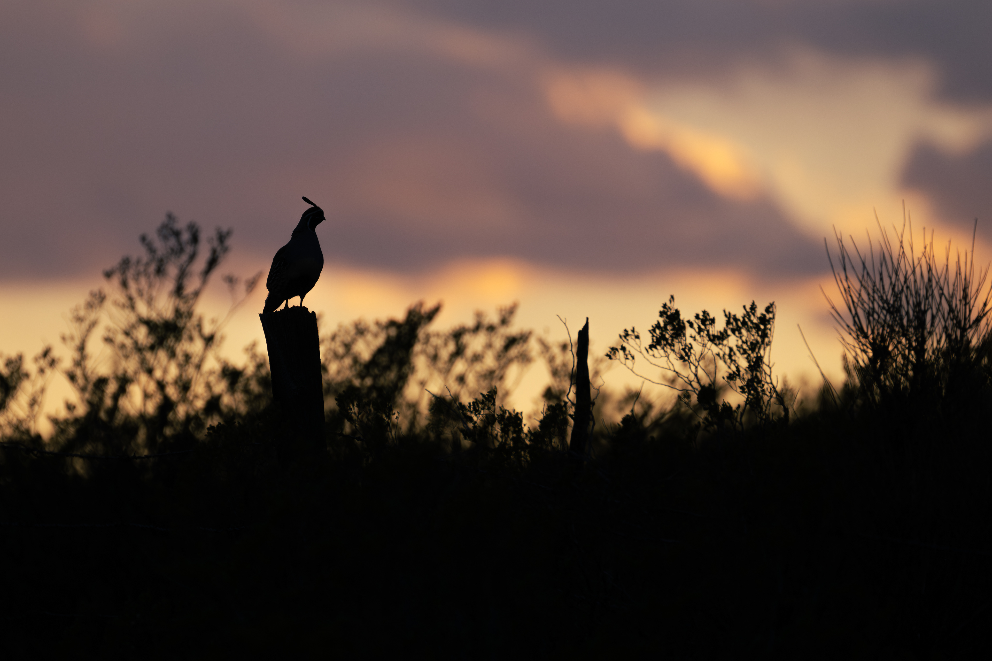 Gambel's Quail