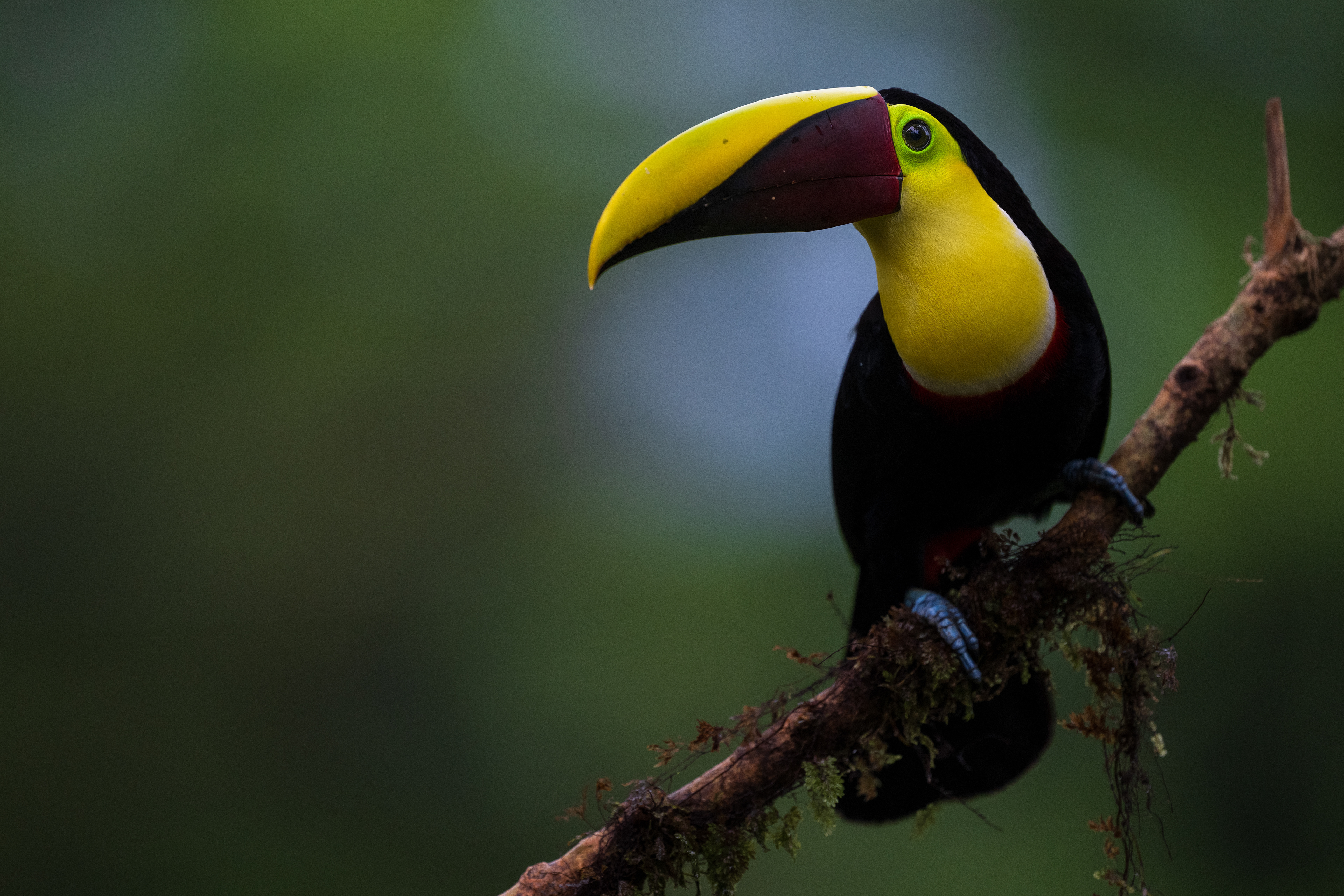 Yellow-Throated Toucan