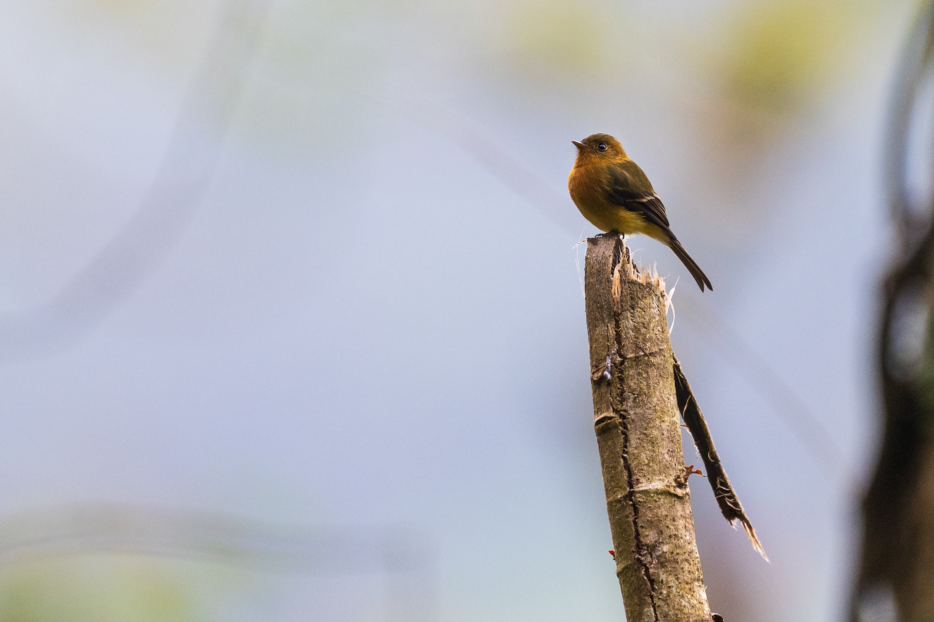 Tufted Flycatcher