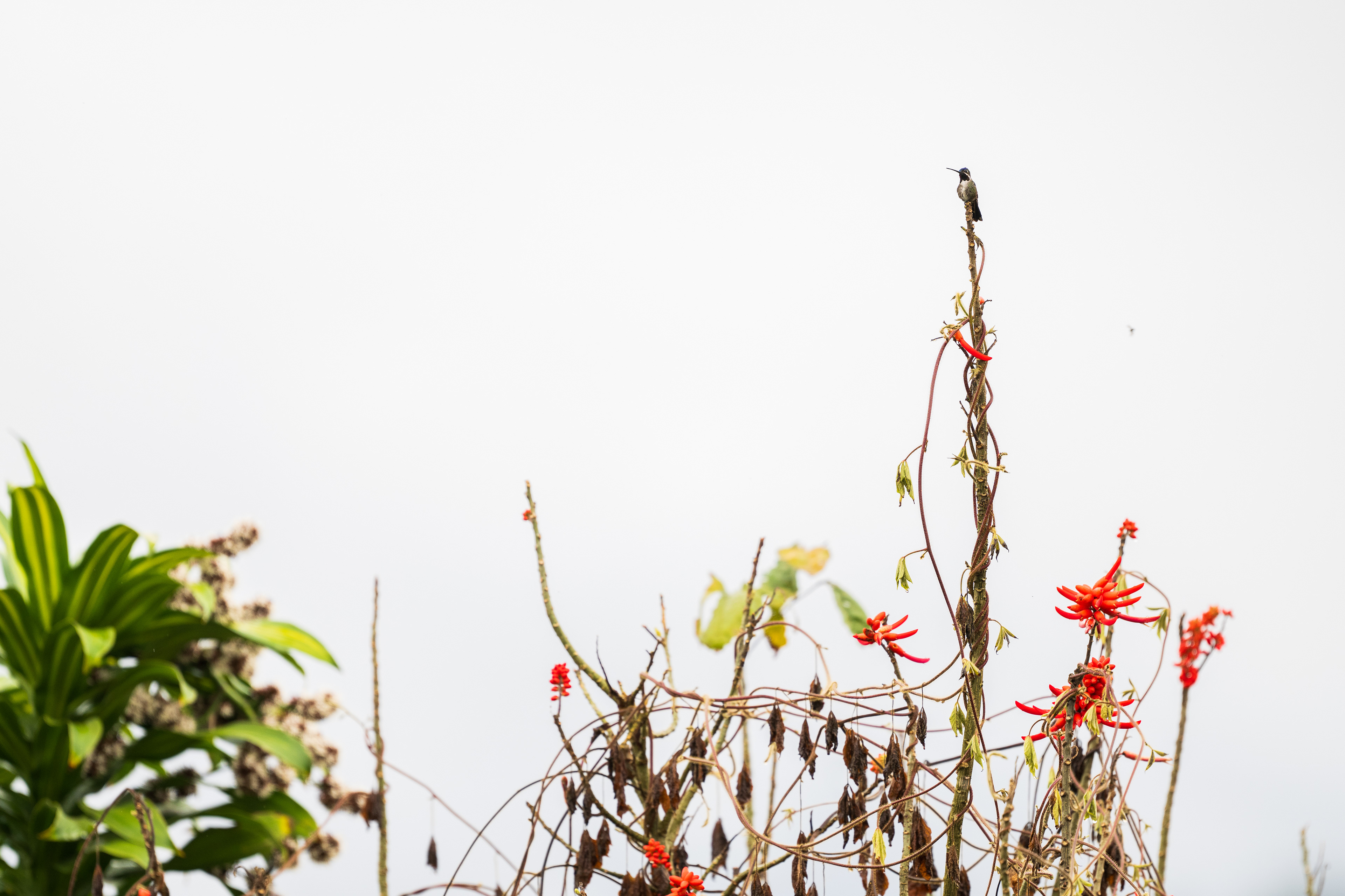 Long-billed Starthroat