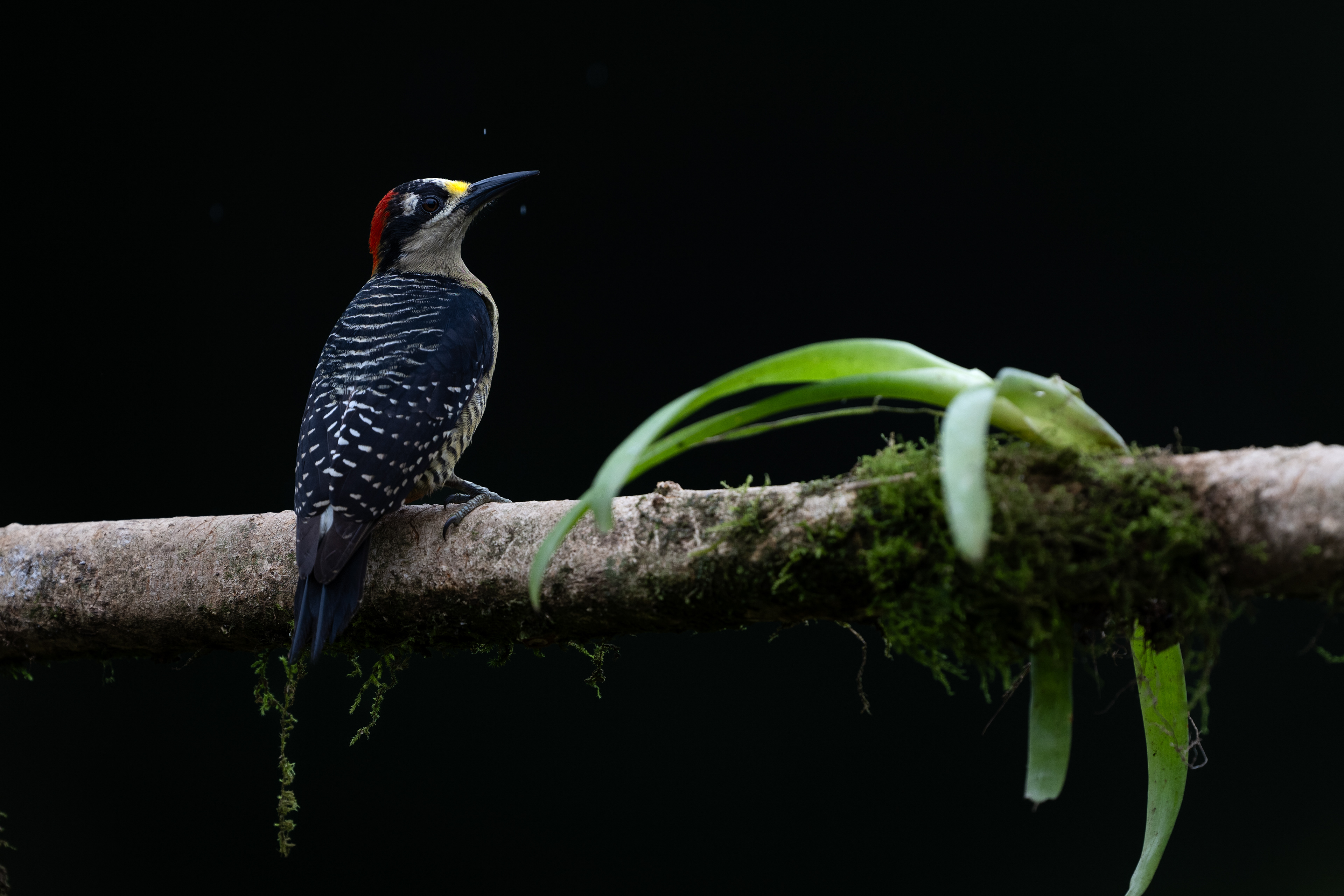 Black-cheeked Woodpecker