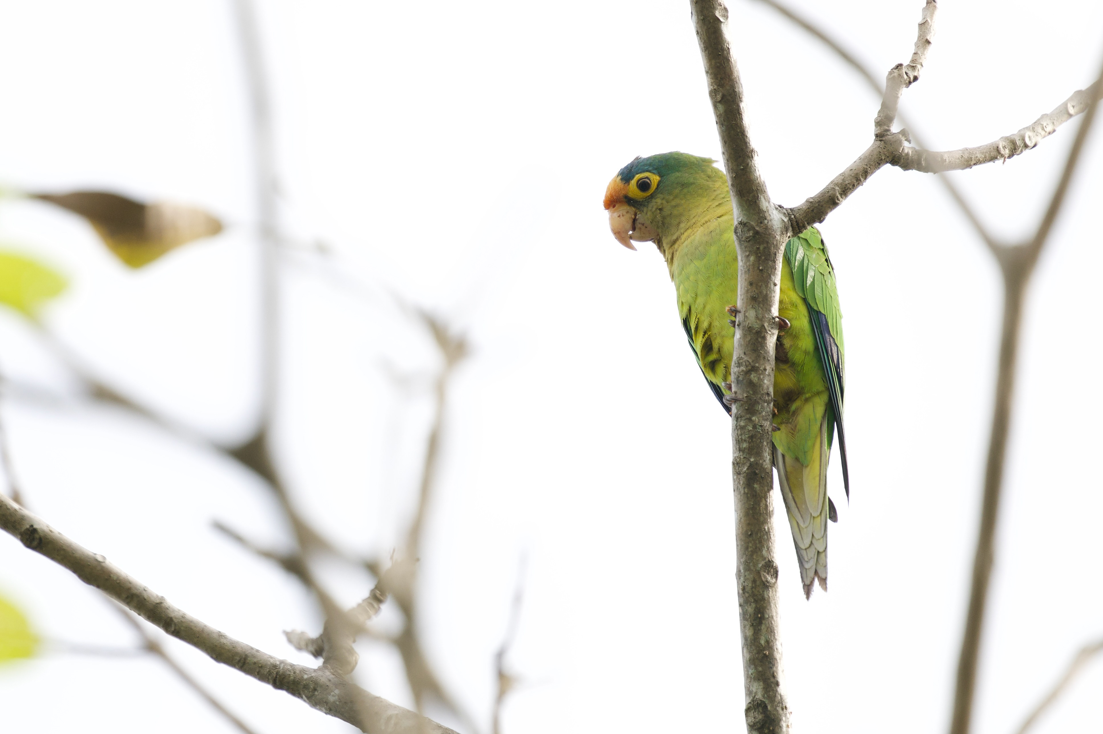 Orange-fronted Parakeet