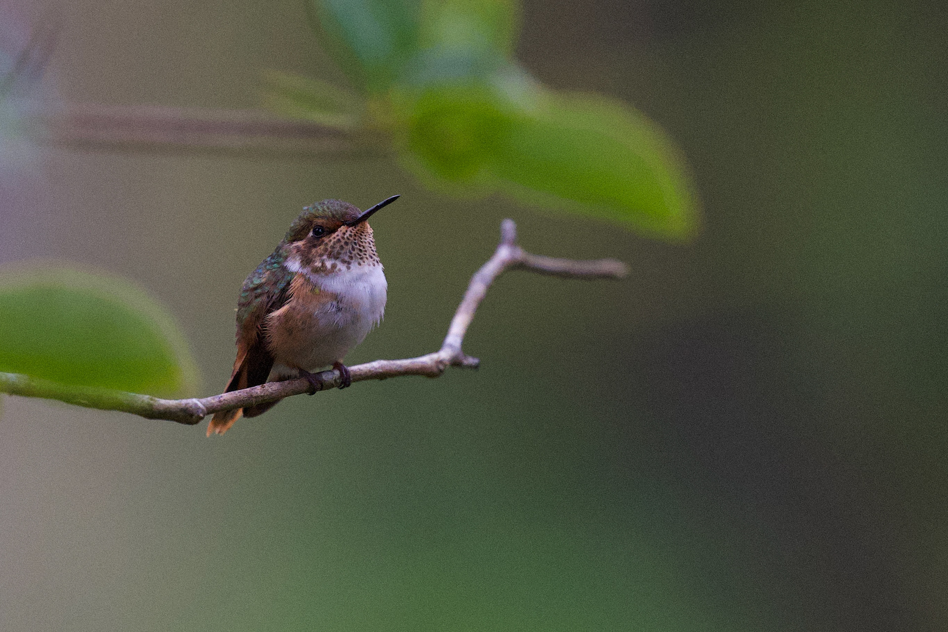 Volcano Hummingbird