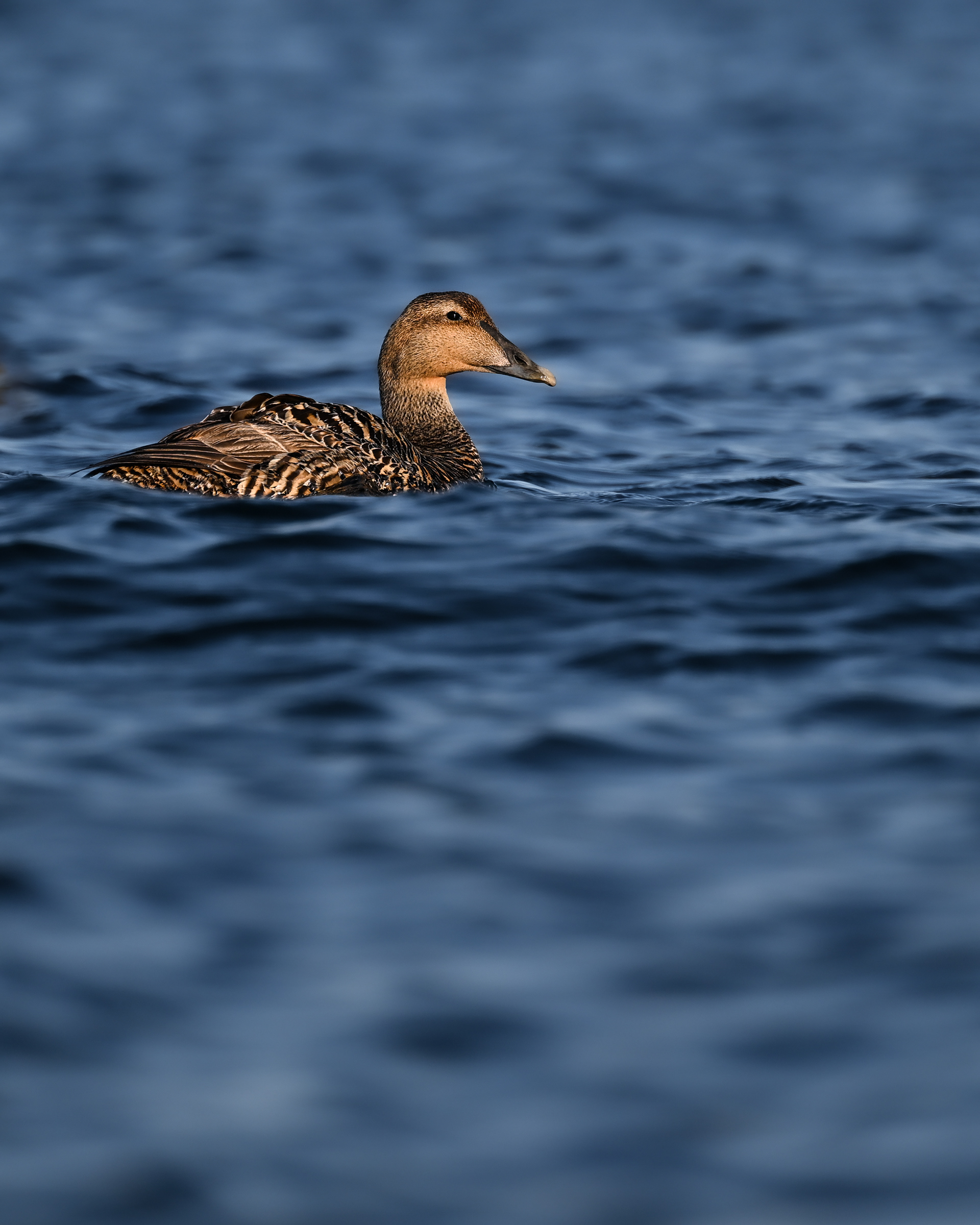 Common Eider