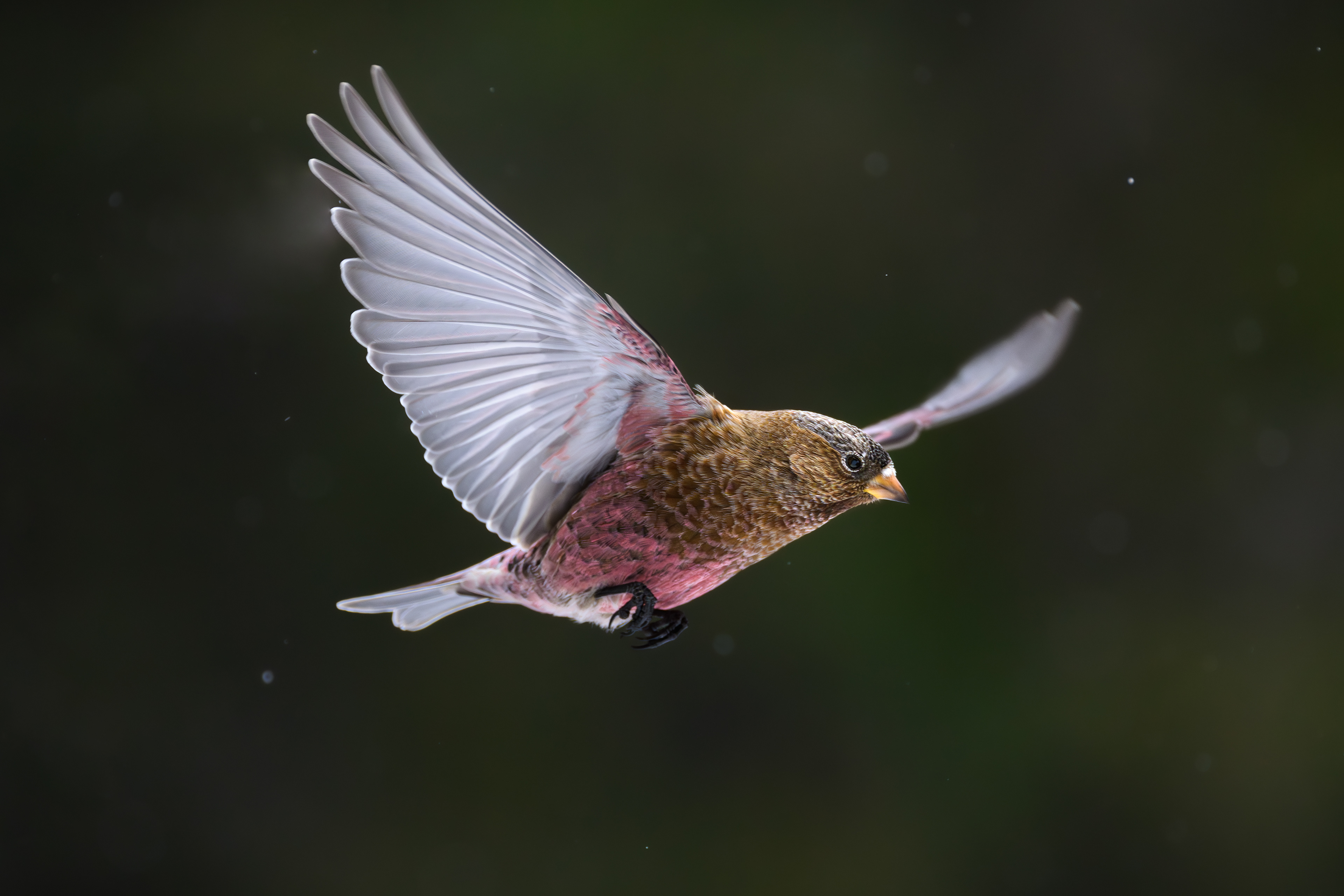 Gray-crowned Rosy Finch