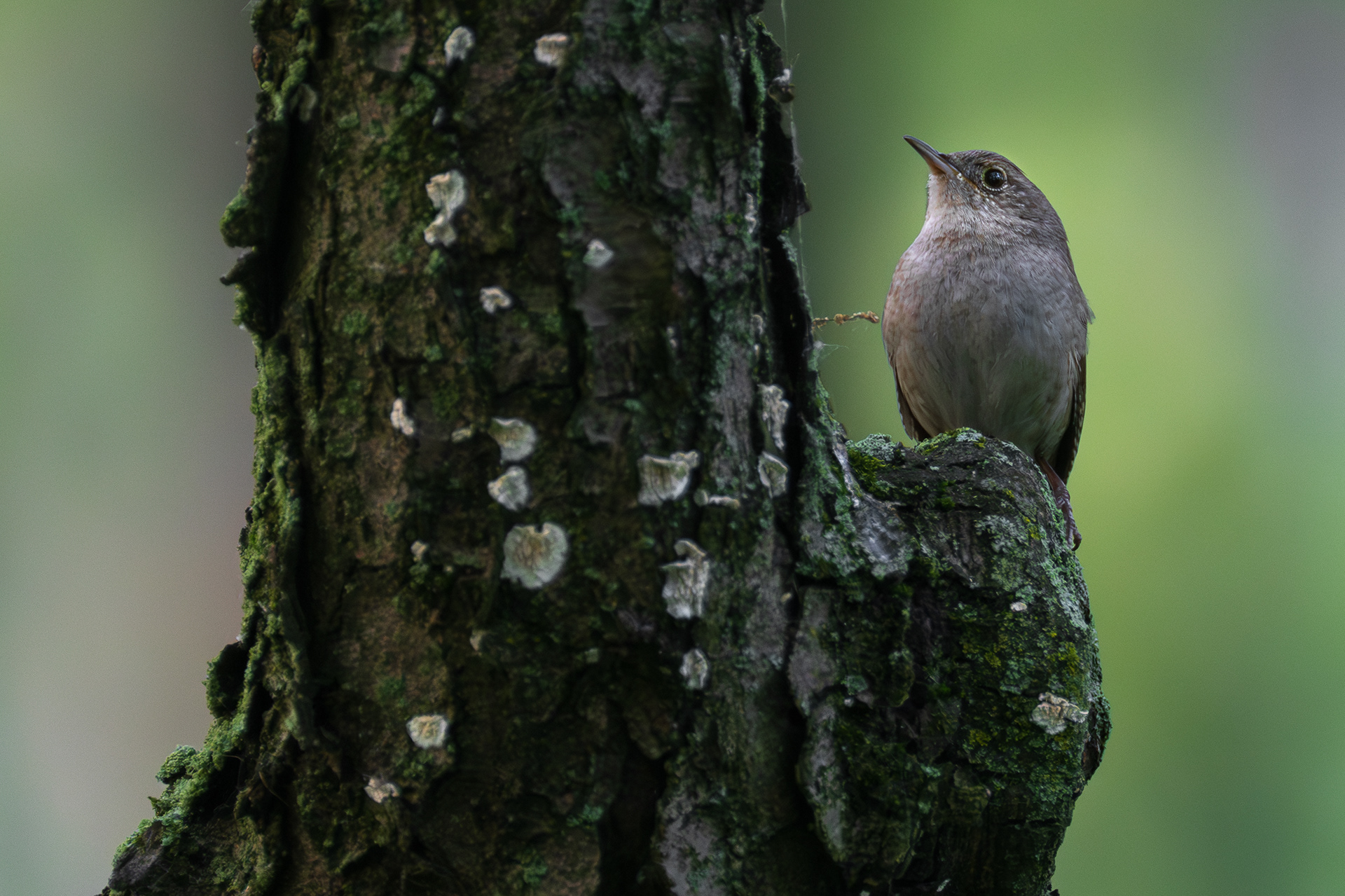 House Wren - 1/125, ISO 2000, f/5.6, 400mm