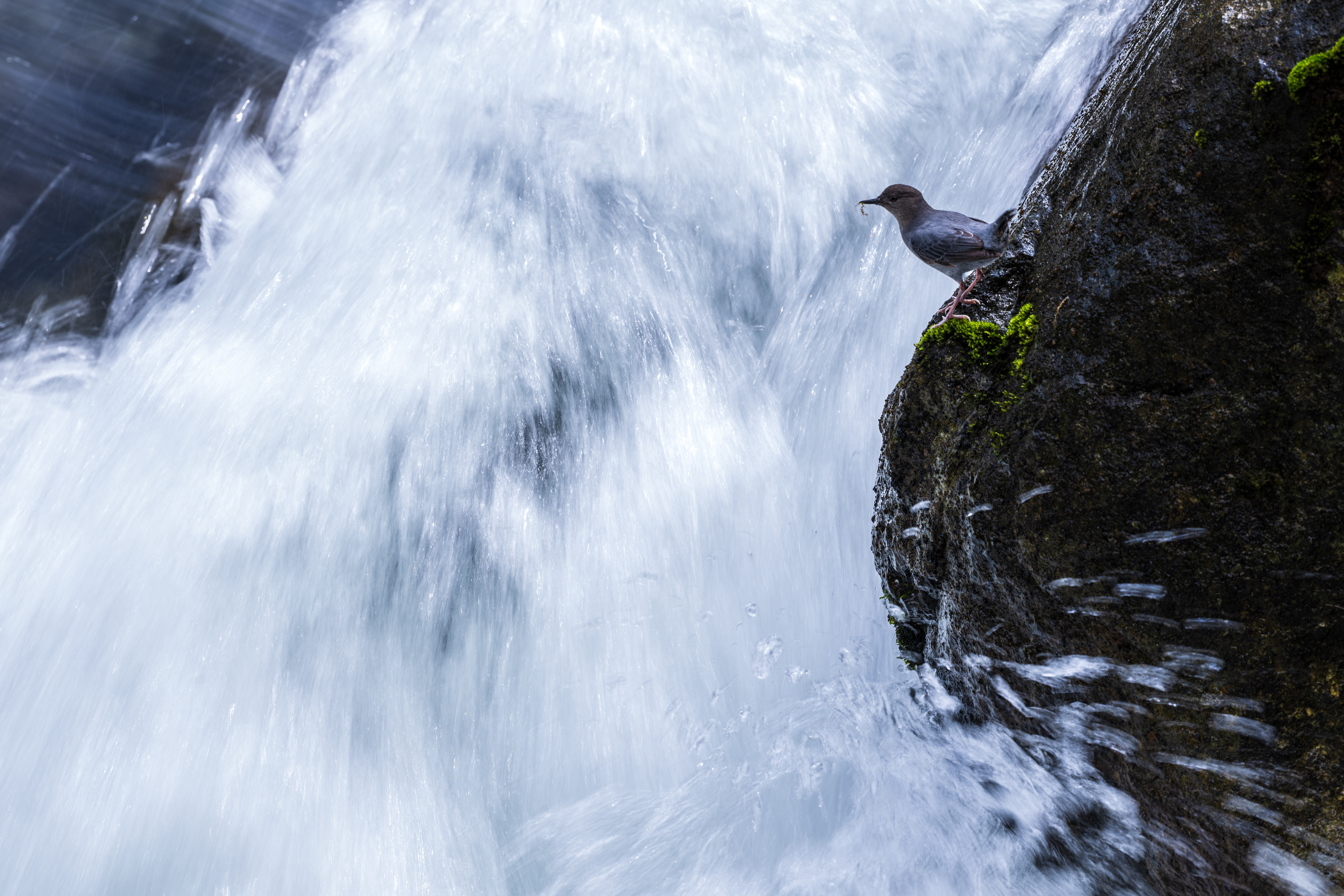 American Dipper