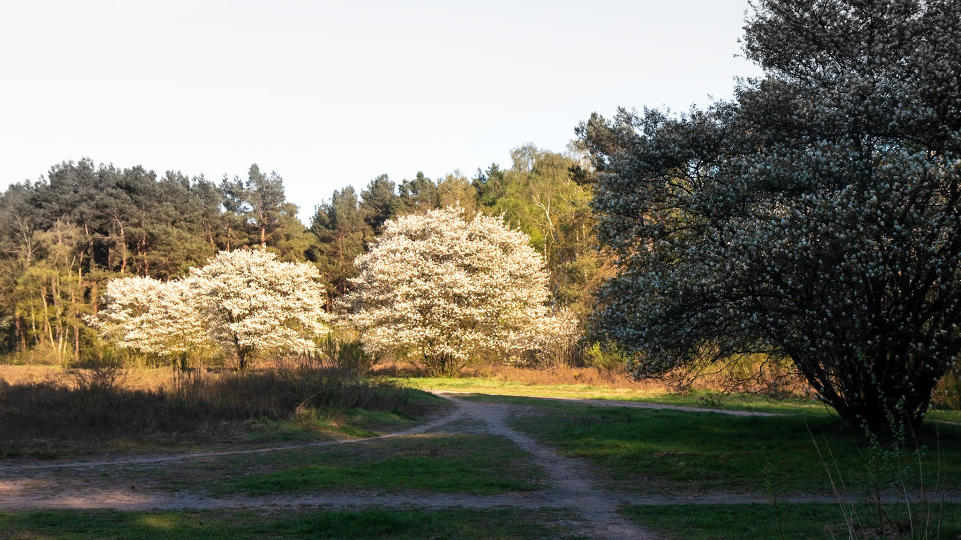 Hiversume heide - The Netherlands (2018)