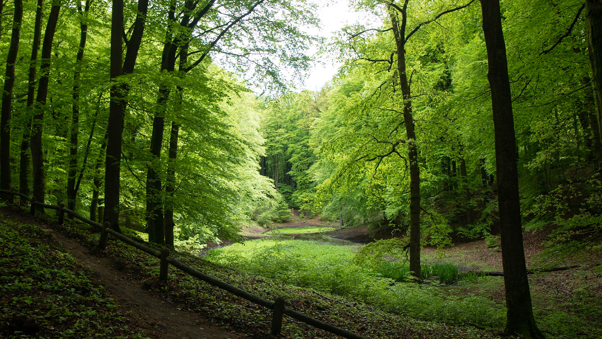 Solse gat - Putten, The Netherlands (2021)