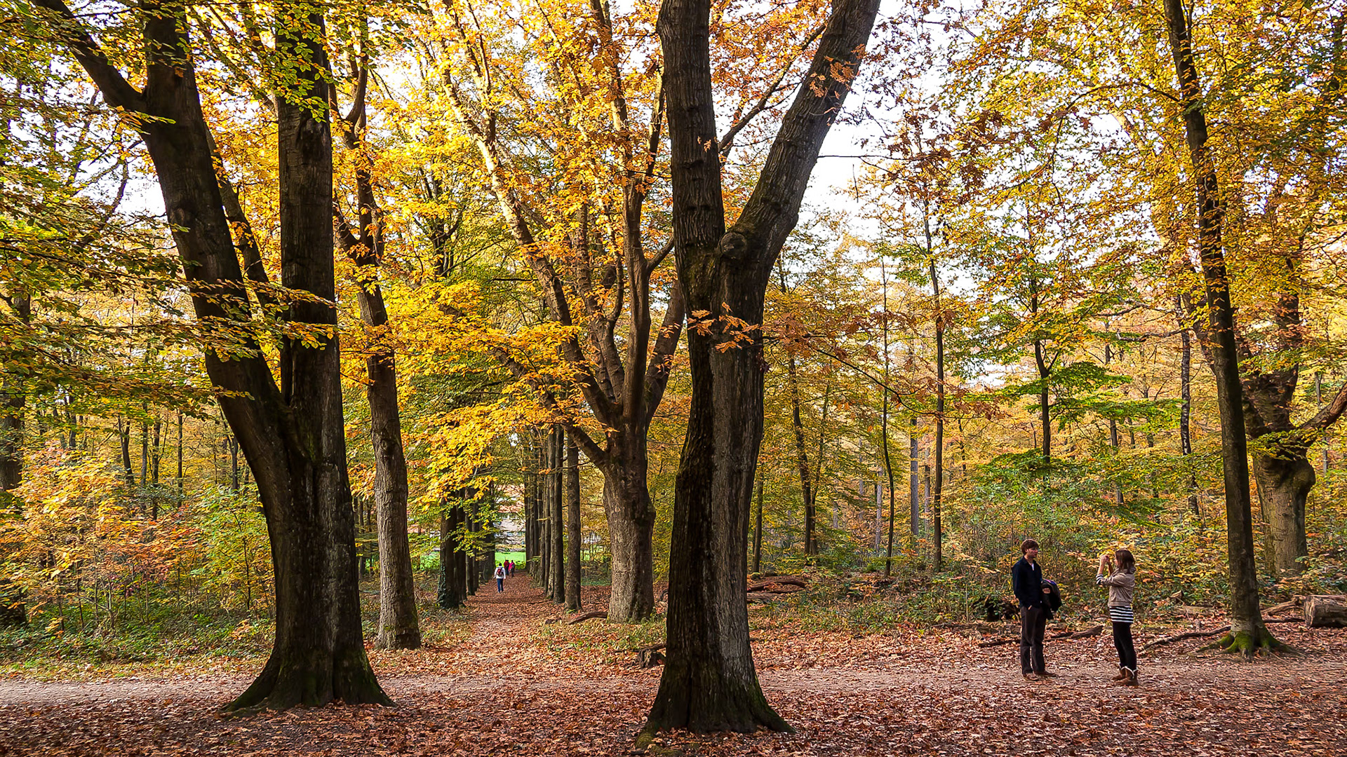 Autumn - Ooijpolder, The Netherlands (2011)
