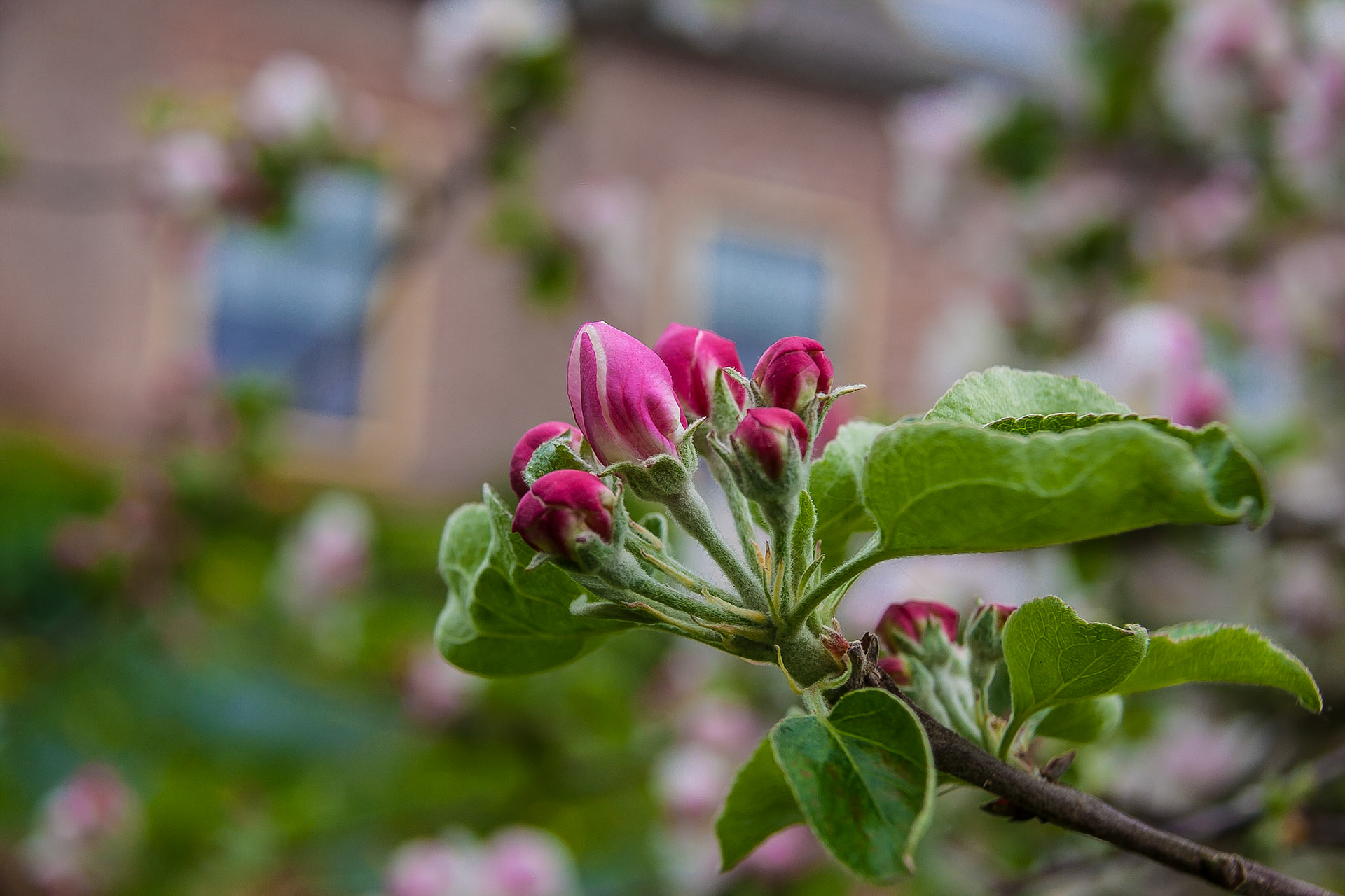 Beesd , The Netherlands (2014)