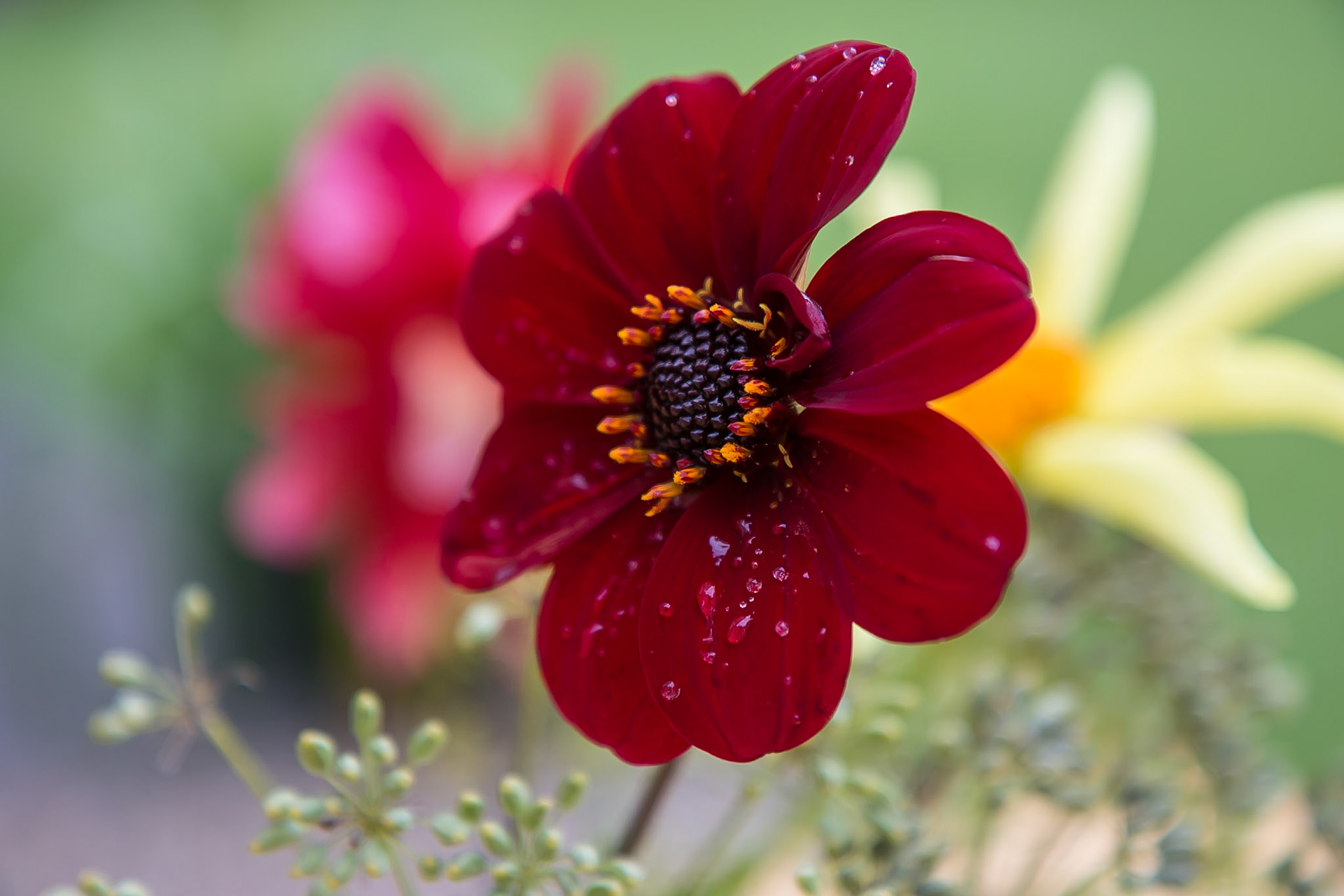 Vollenhoven - Utrecht, The Netherlands (2014)