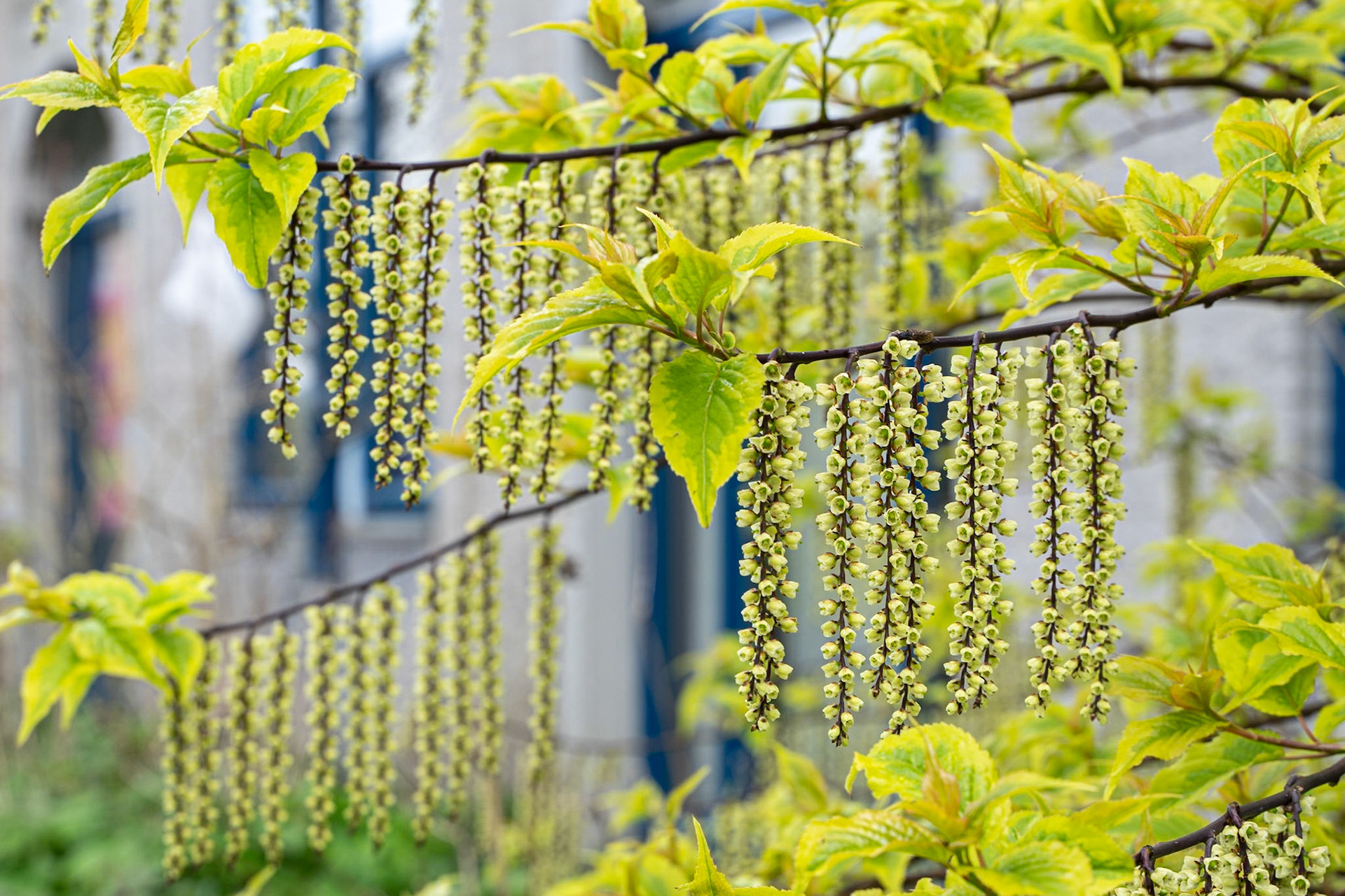 Katjes - Lunetten (2024)