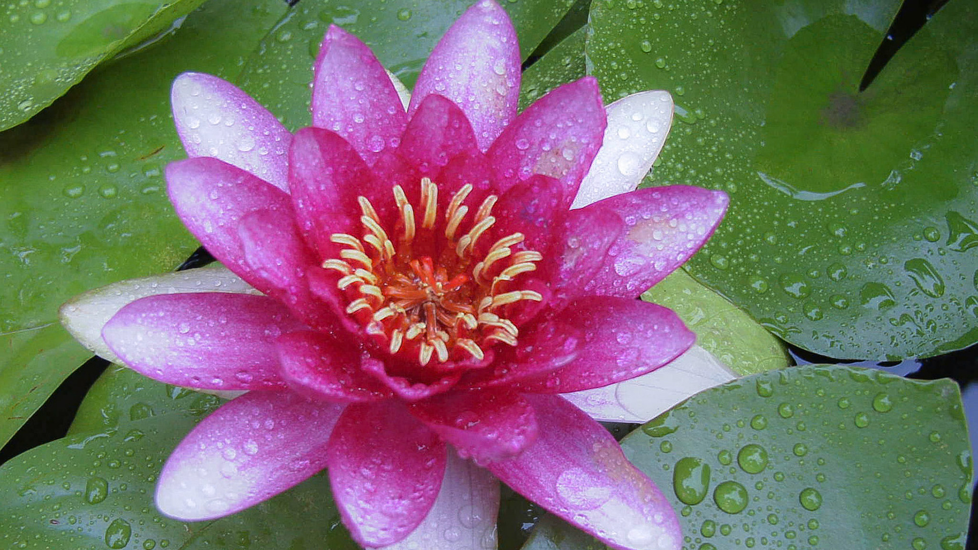 Water lily in the rain- China (2001)