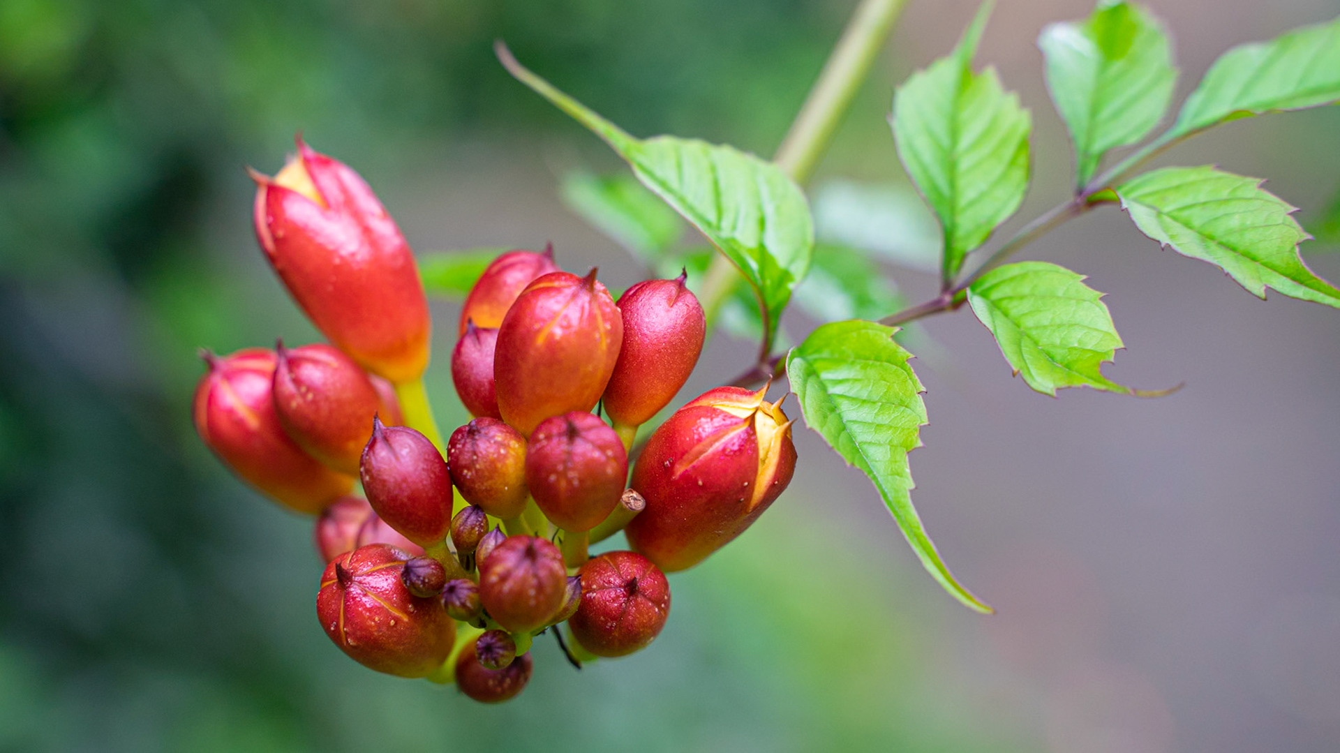 Sony A7 ii - The Netherlands (2021)