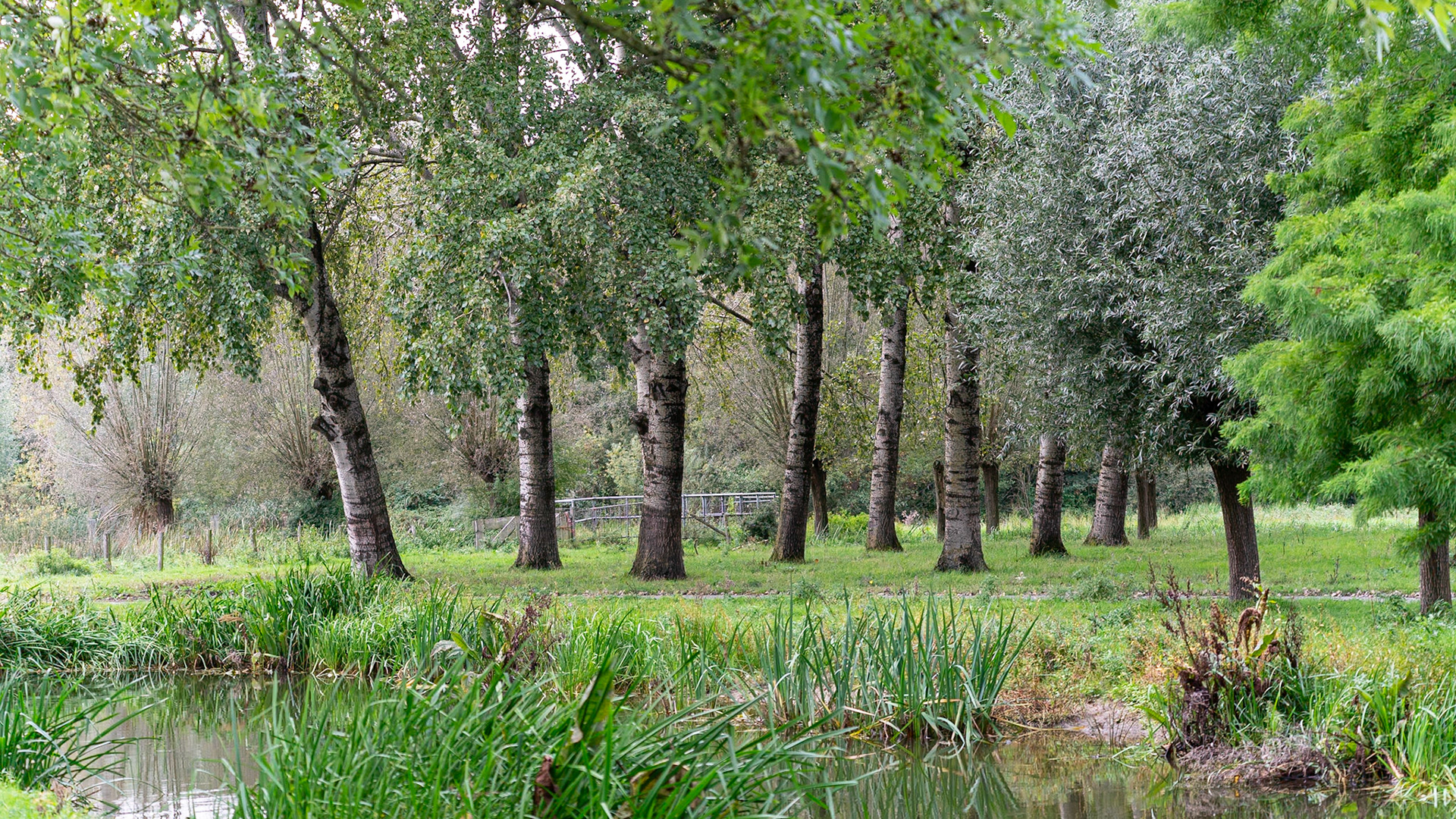 Burgemeester van Zwietenpark - Den Bosch, The Netherlands (2023)