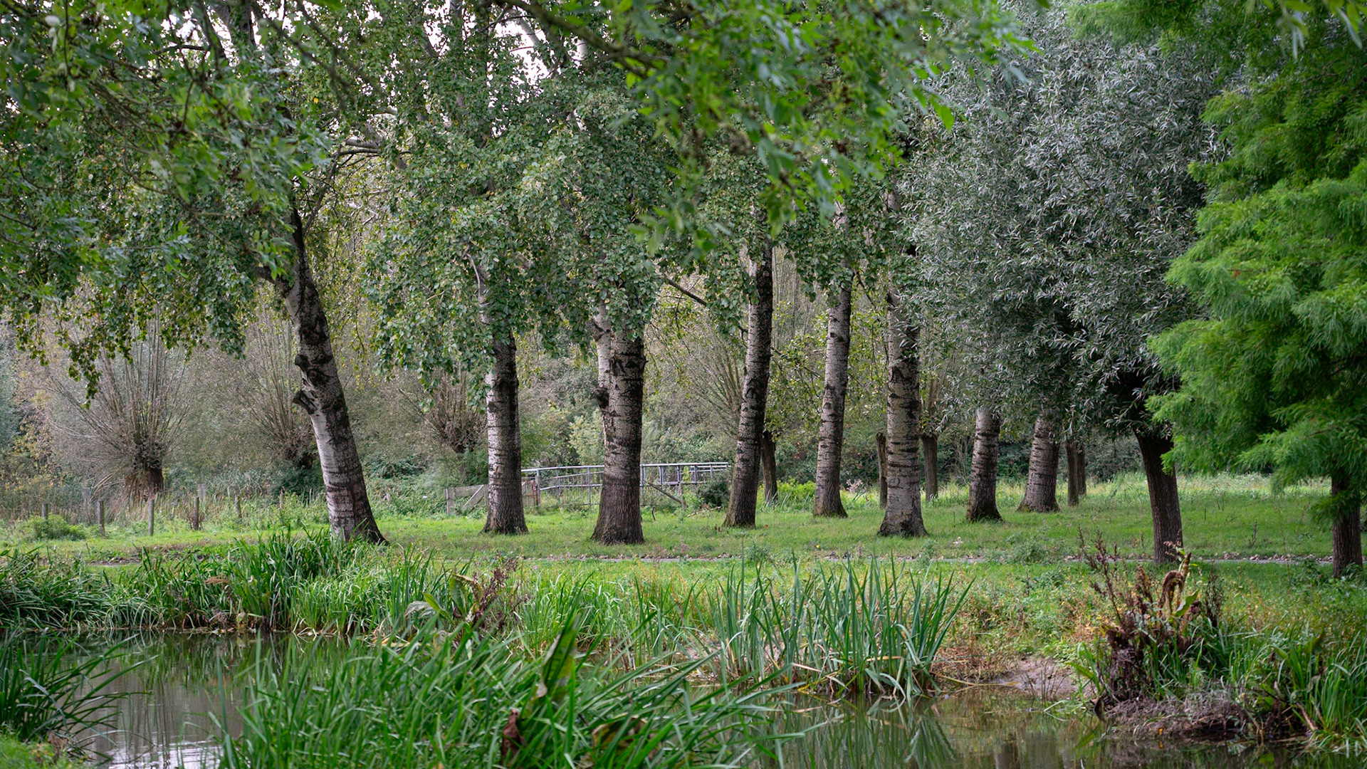 Burgemeester van Zwietenpark - Den Bosch, The Netherlands (2023)