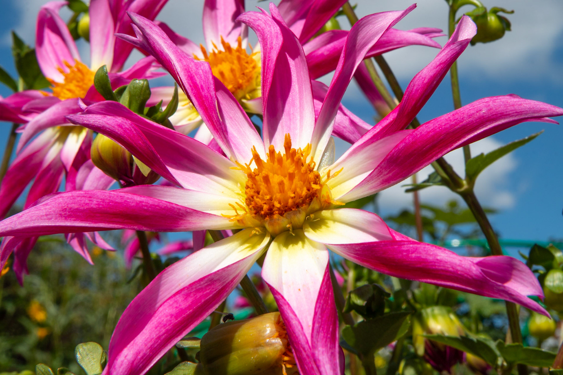 Monet - France (1018)