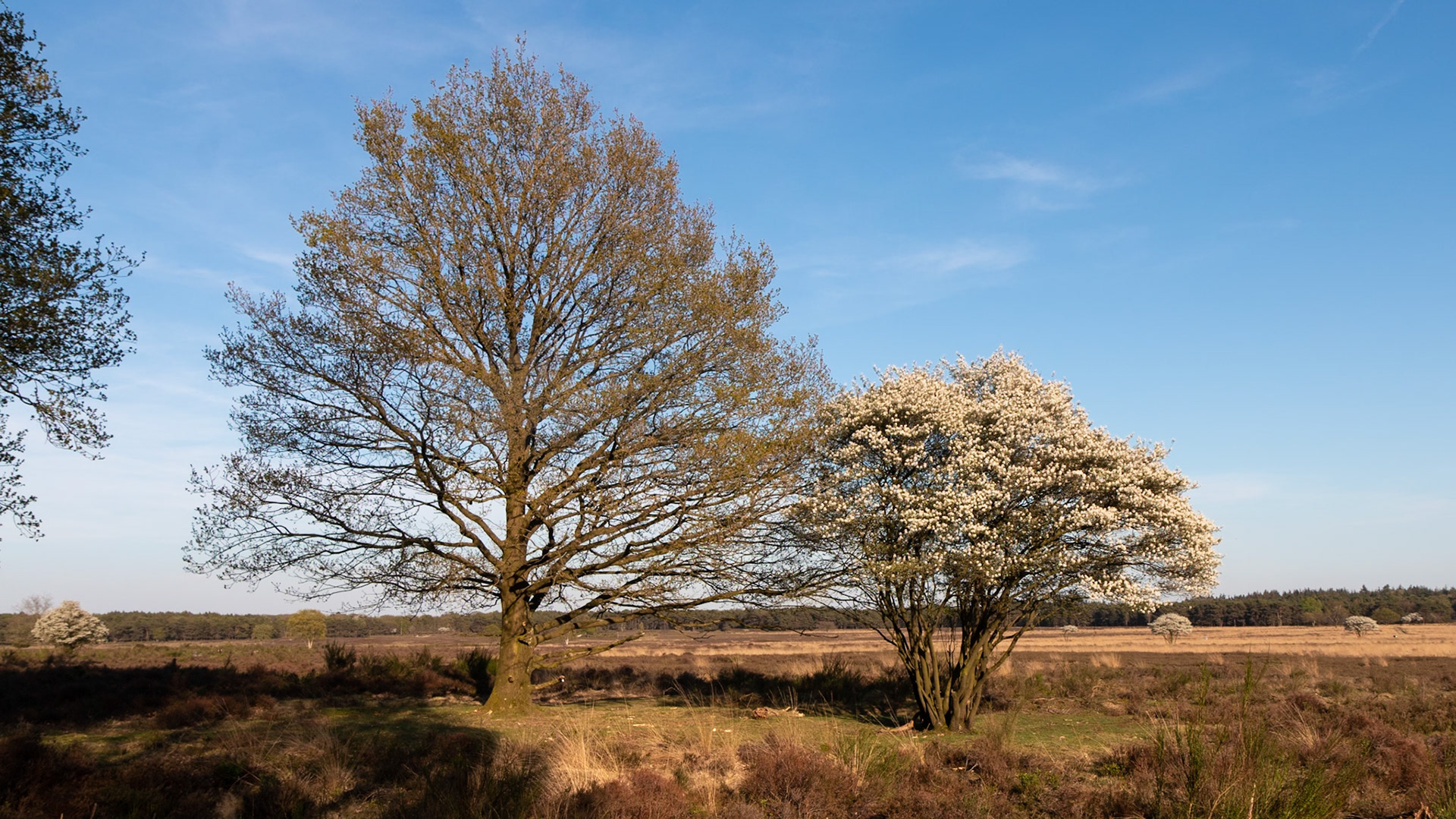 Hiversume heide - The Netherlands (2018)