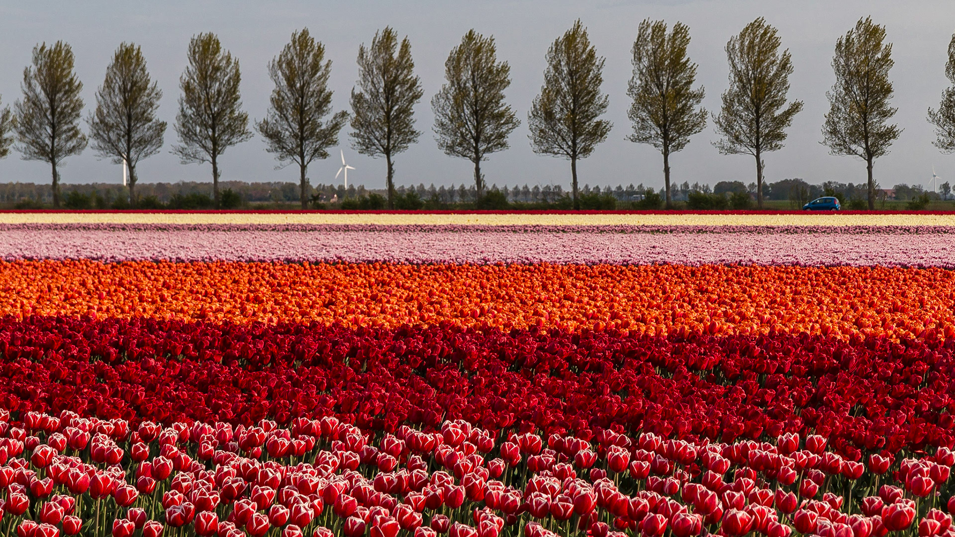 Noordoostpolder - The Netherlands (2017)