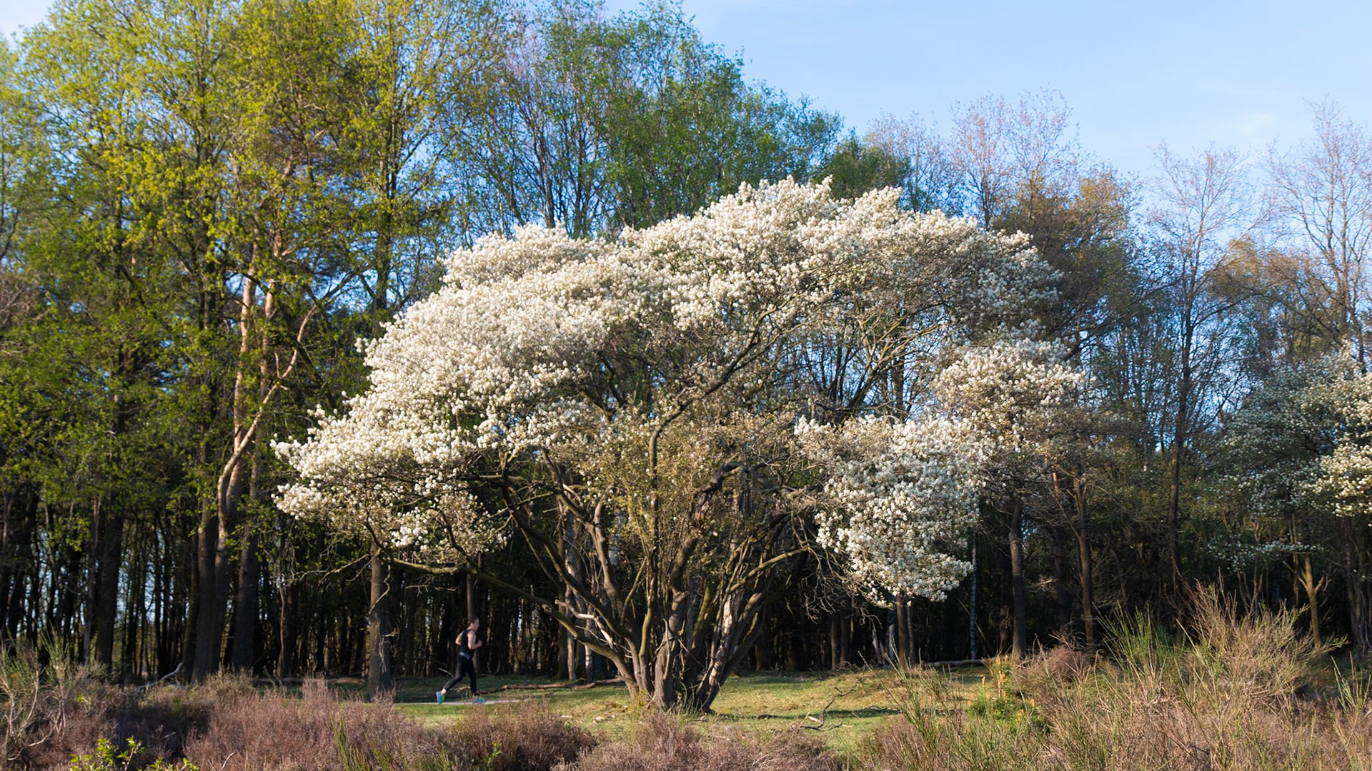 Hiversume heide - The Netherlands (2018)
