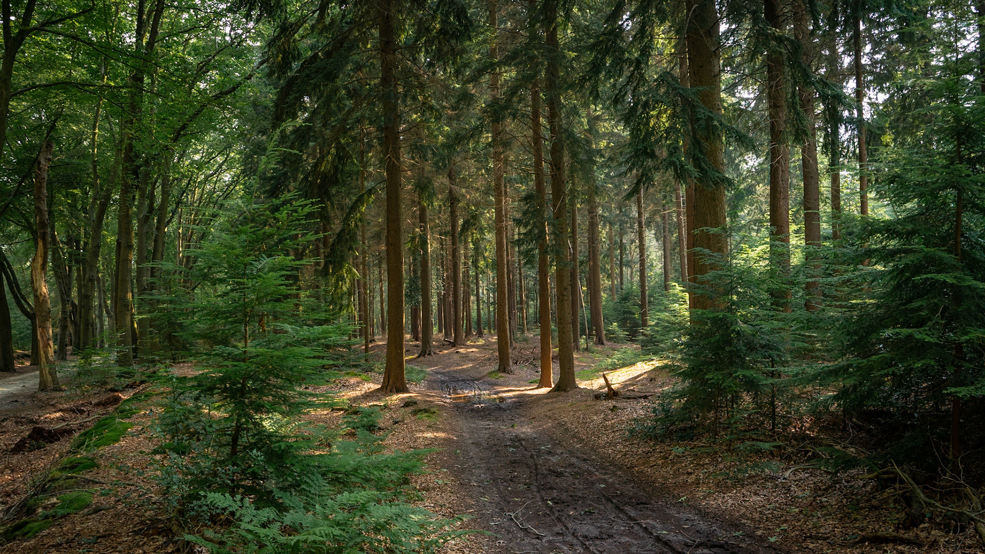 Woldberg, The Netherlands (2024)