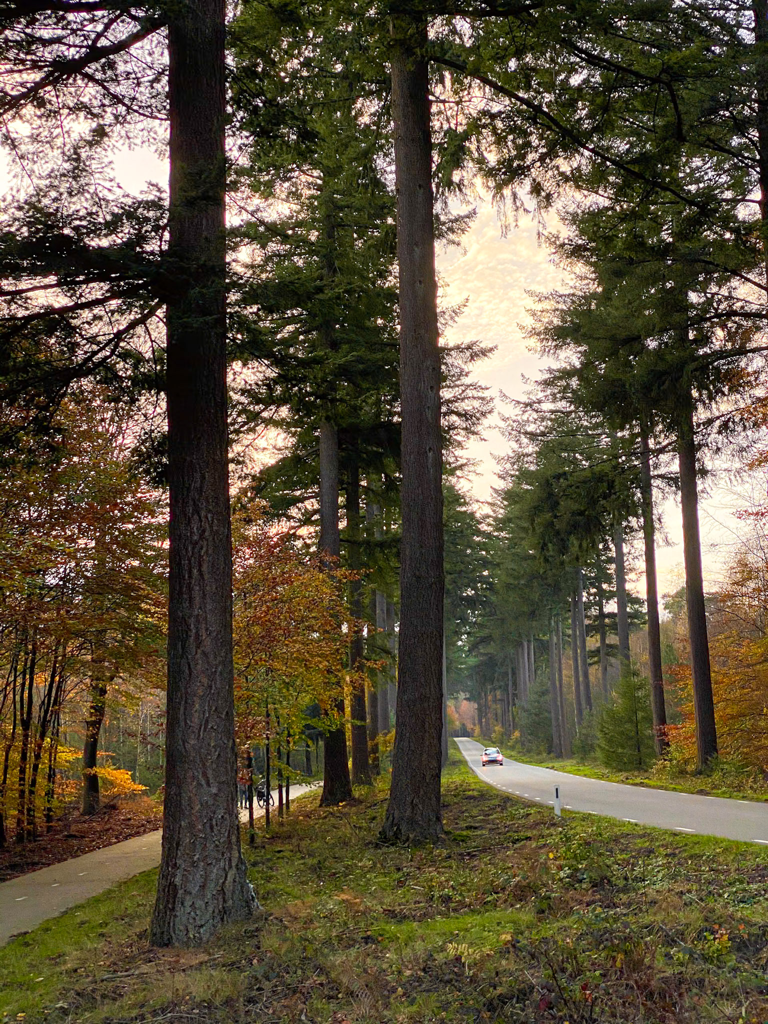 Speuld , The Netherlands (2020)