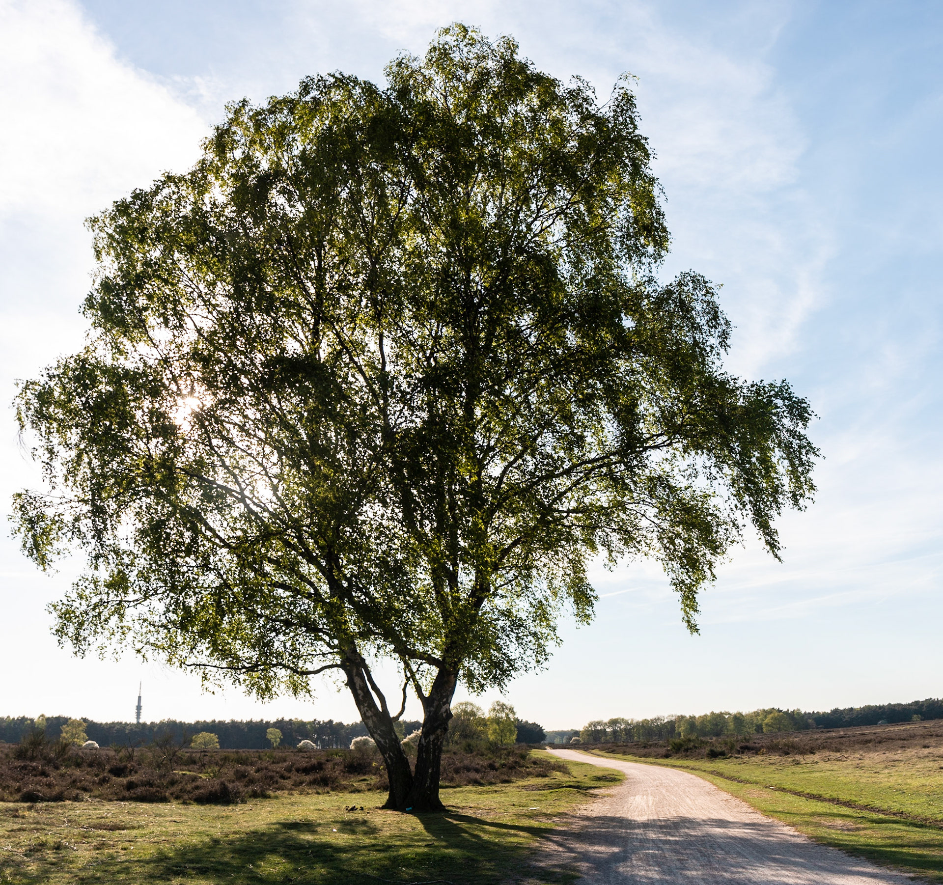 Hiversume heide - The Netherlands (2018)