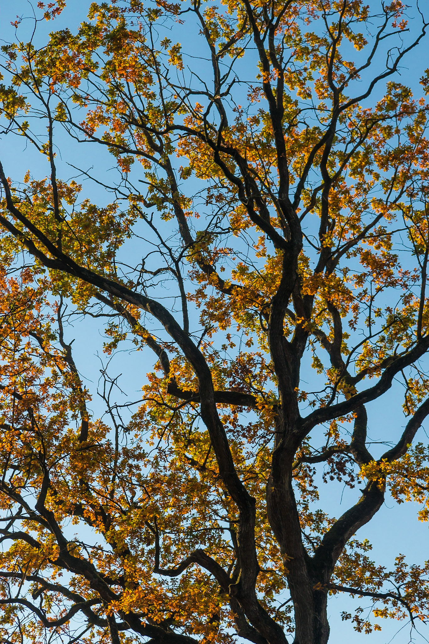 Kronkels , The Netherlands (2015)