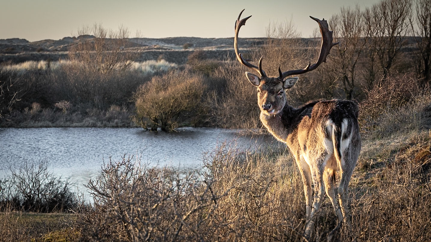 Waterleidingduinen - The Netherlands (2022)