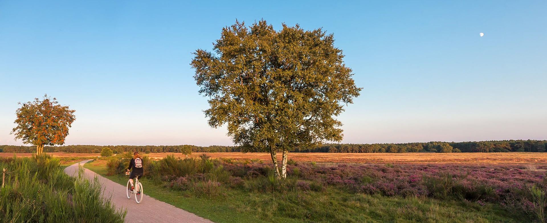 Hiversume heide - The Netherlands (2017)