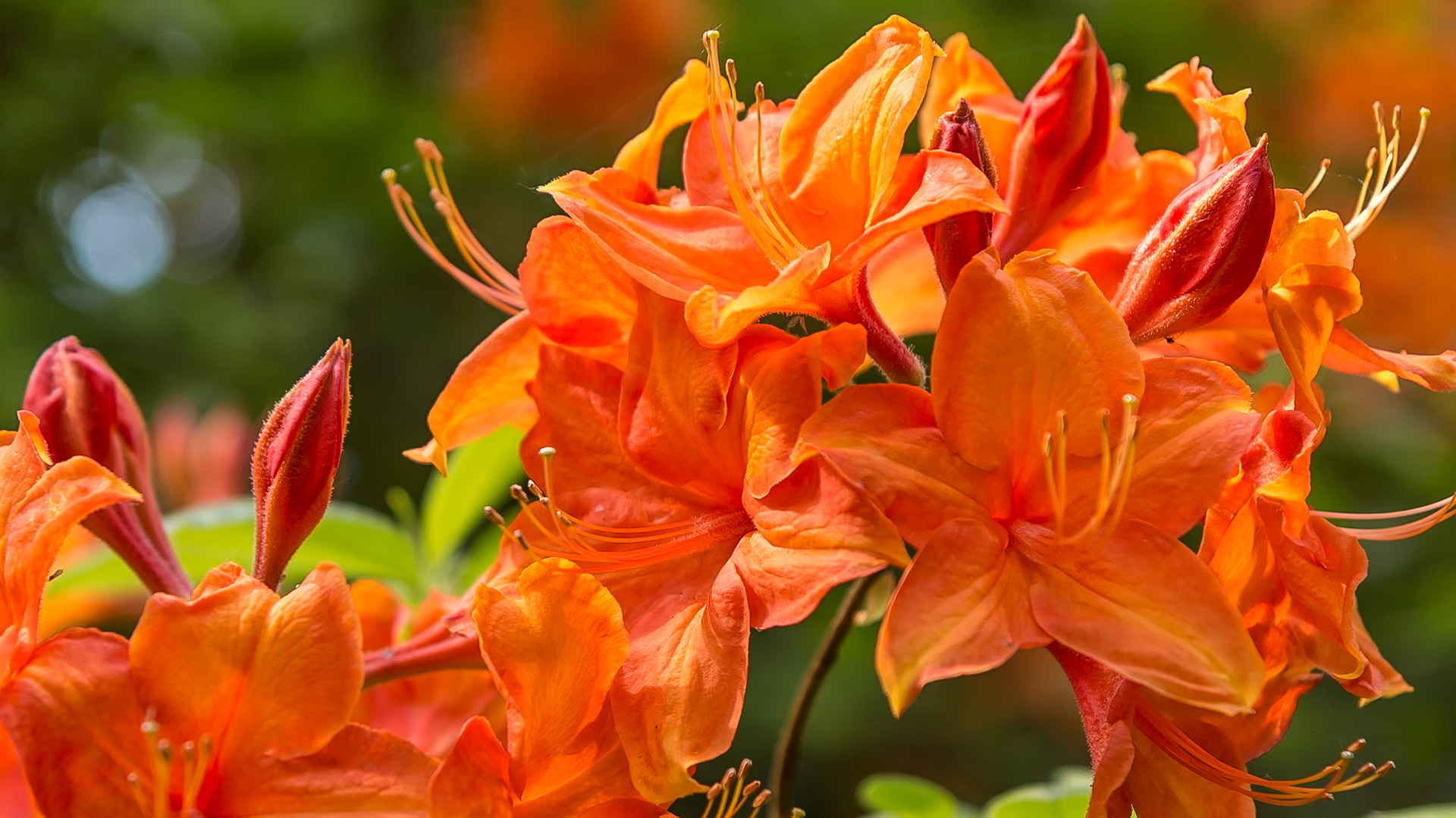 s'Graveland , The Netherlands (2017)