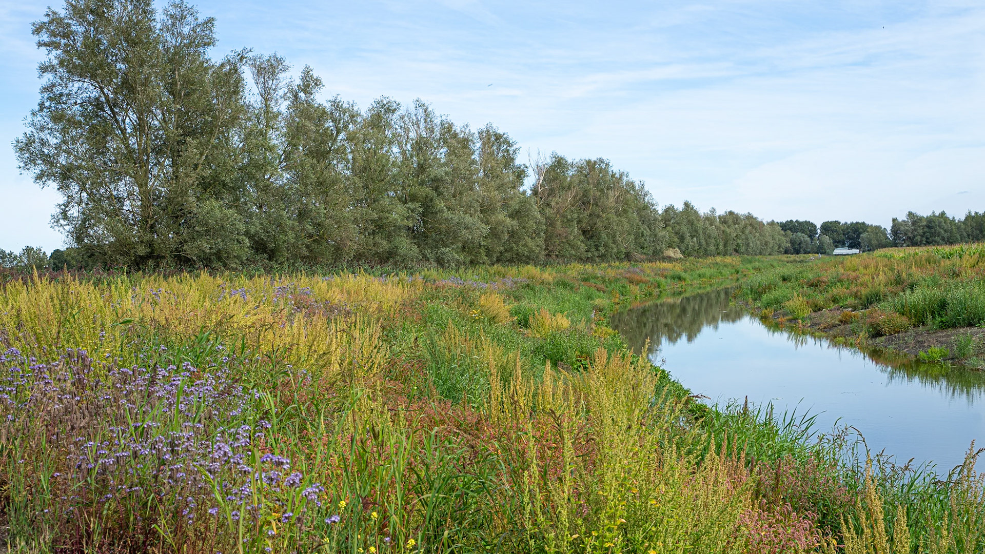 Oostvaardersplassen, The Netherlands (2023)