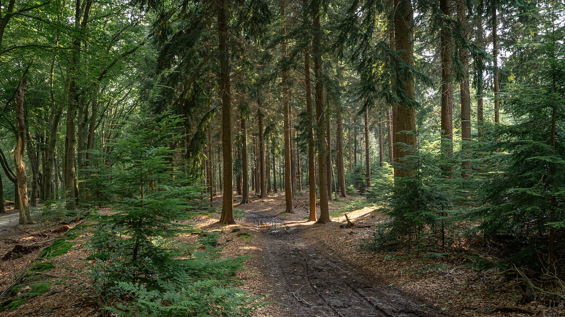 Woldberg, The Netherlands (2024)