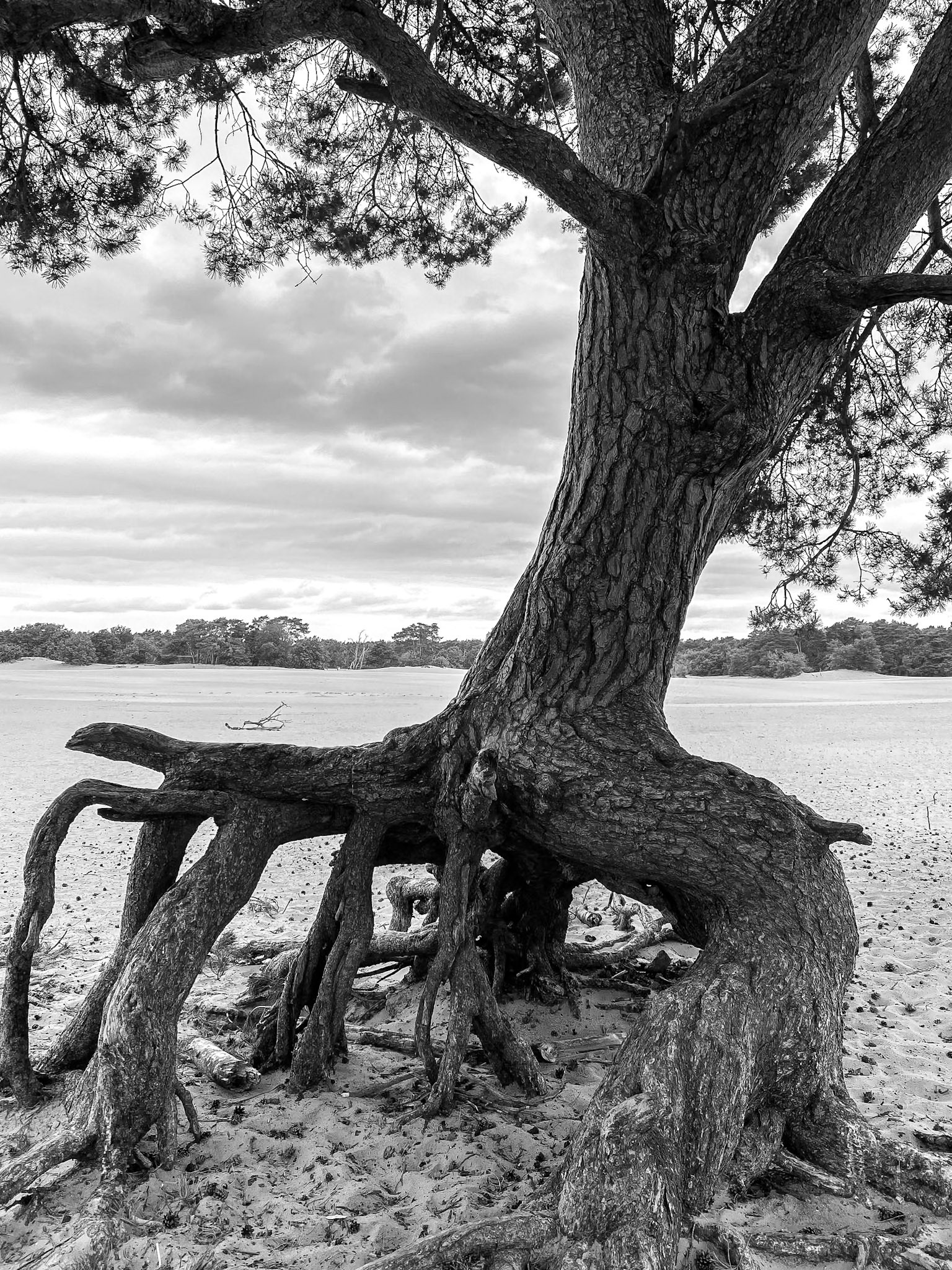 Soesterduinen, The Netherlands (2020)