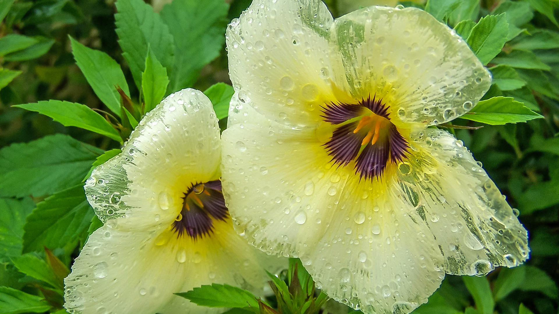 Wet flowers on the Chocolate Hills - the Philippines (2005)