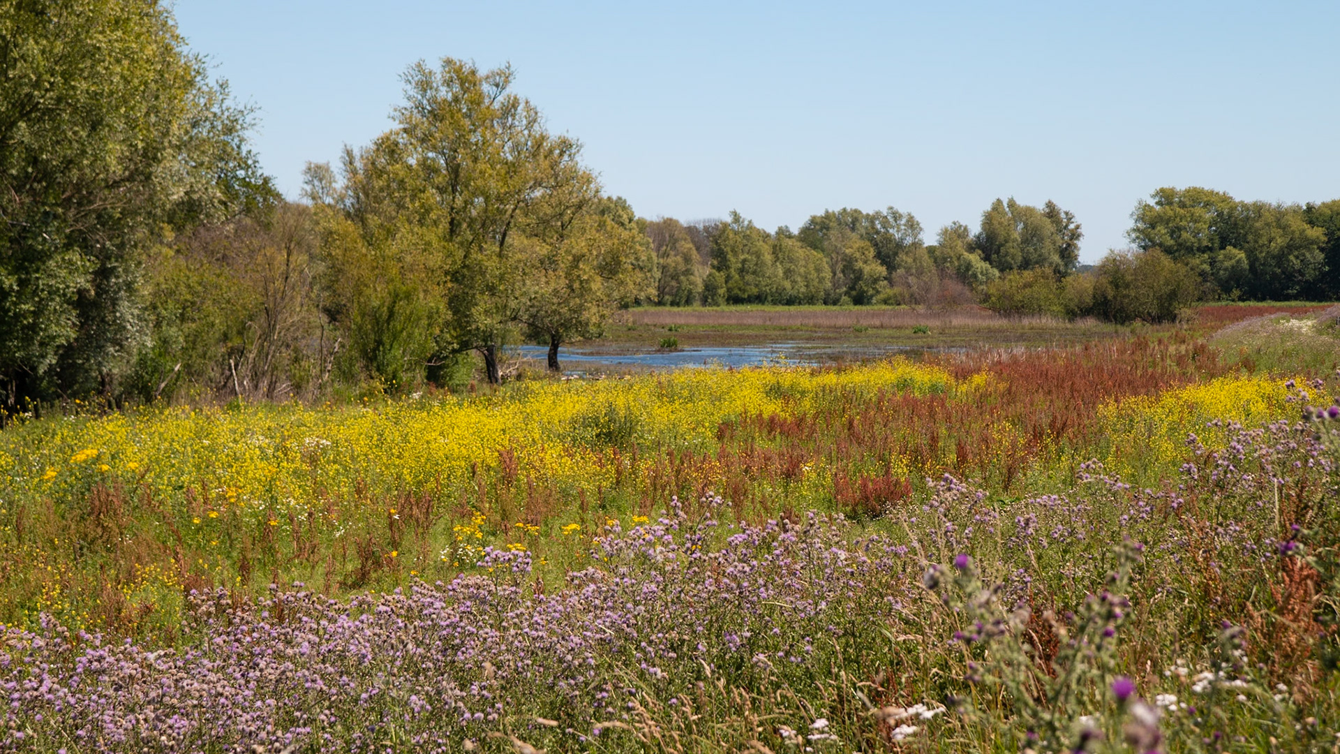 Bommelerwaard, The Netherlands (2018)