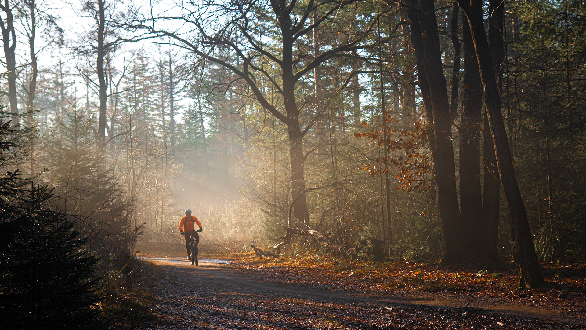 Lage Vuursche - The Netherlands (2021)