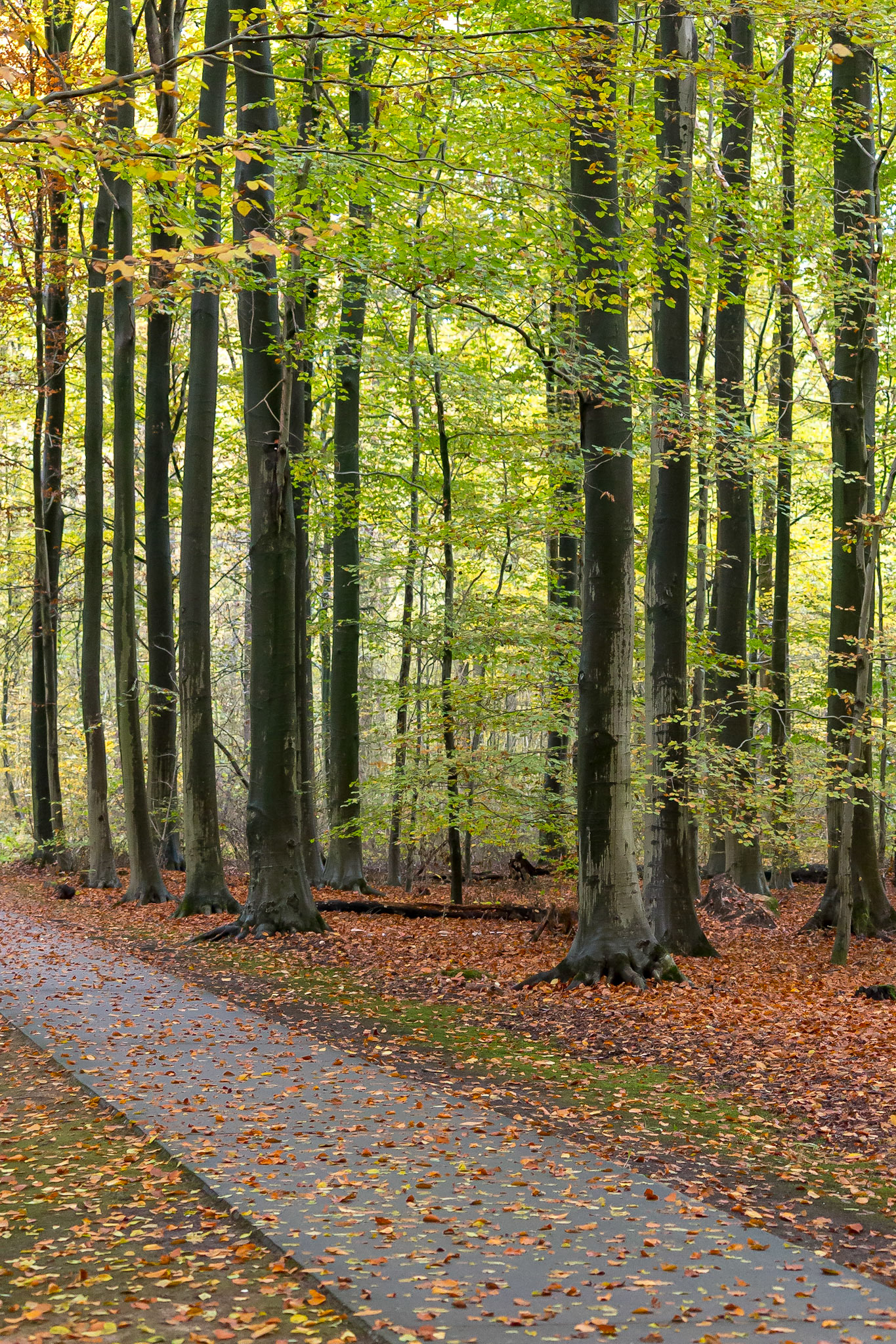 Waterloopbos - Marknesse, The Netherlands (2016)